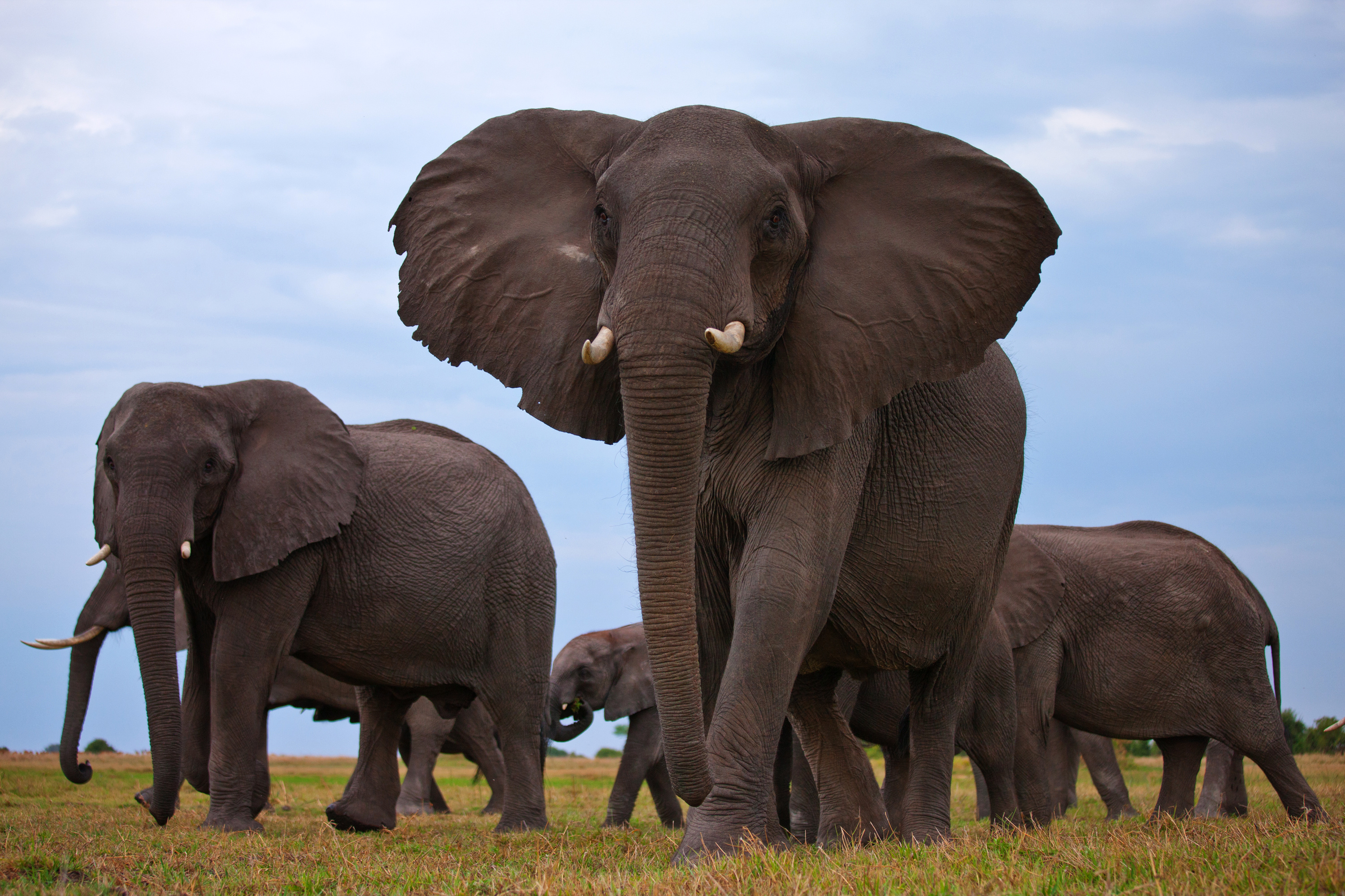 409995 télécharger le fond d'écran animaux, éléphant de savane d'afrique, troupeau, éléphants - économiseurs d'écran et images gratuitement