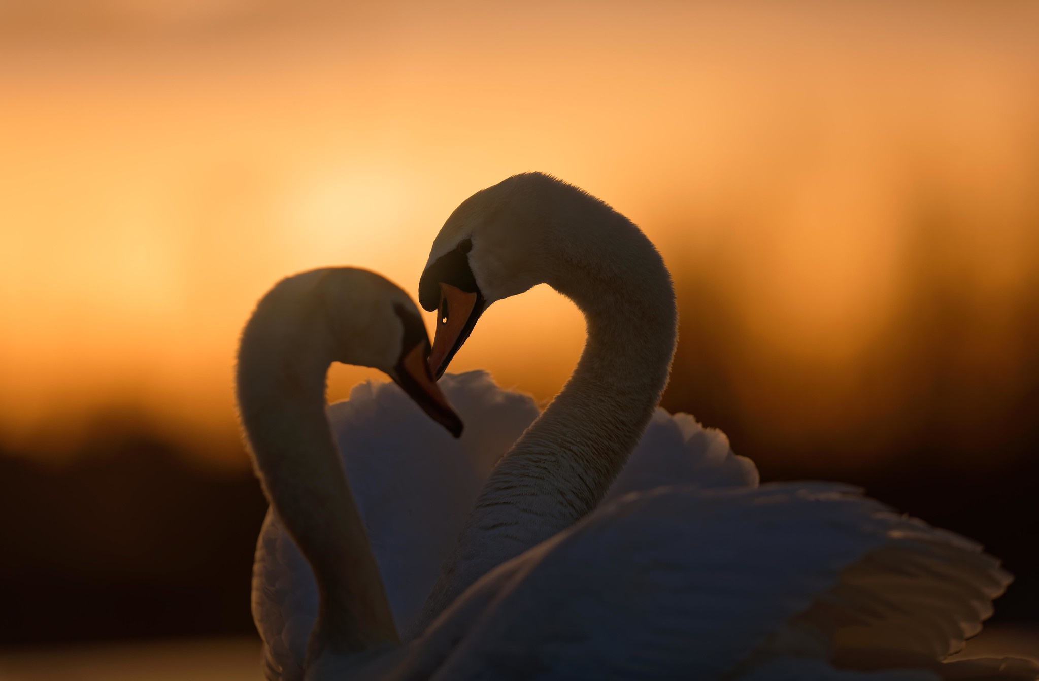Влюбленные лебеди на закате