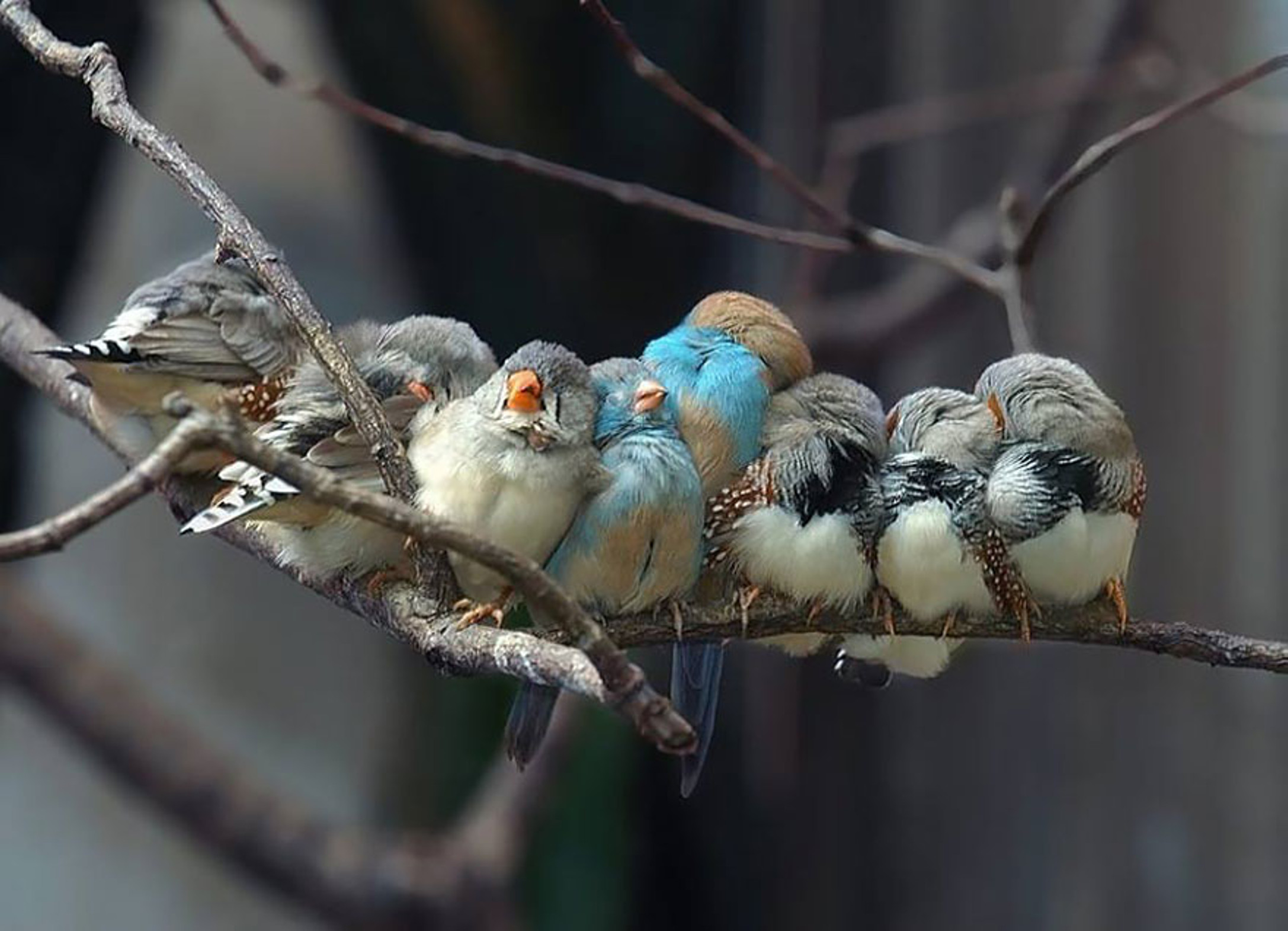 Спящие птицы фото