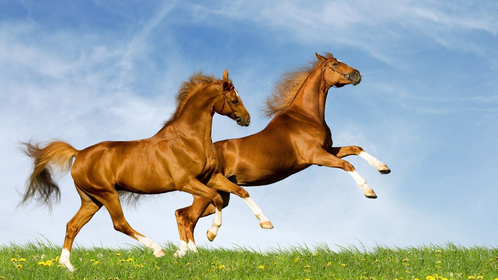 85711 скачать обои лошади, трава, животные, поле, скакать - заставки и картинки бесплатно