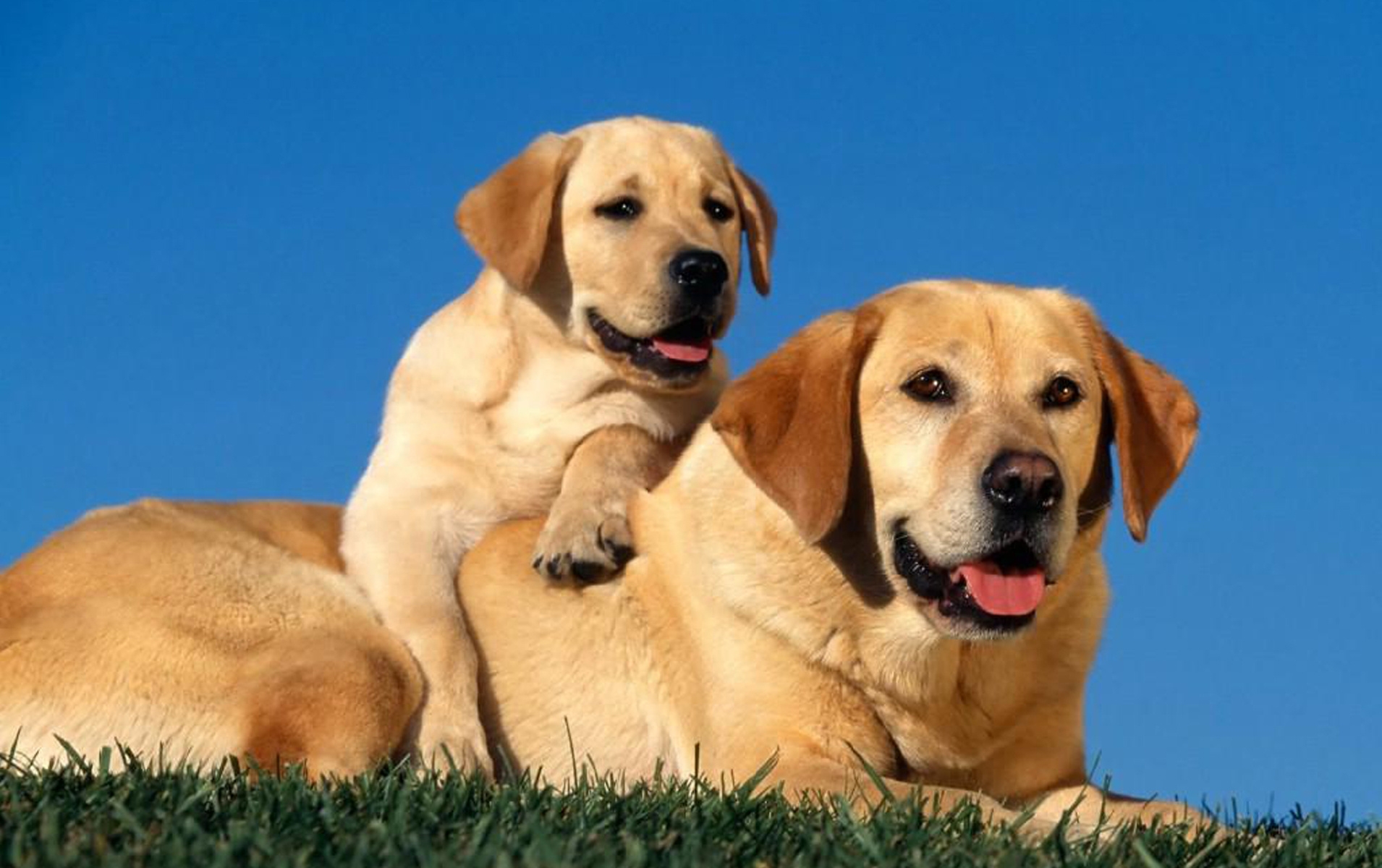 Download mobile wallpaper Young, Joey, Animals, Labradors, Puppy, Care, Pair, Couple, Dogs for free.