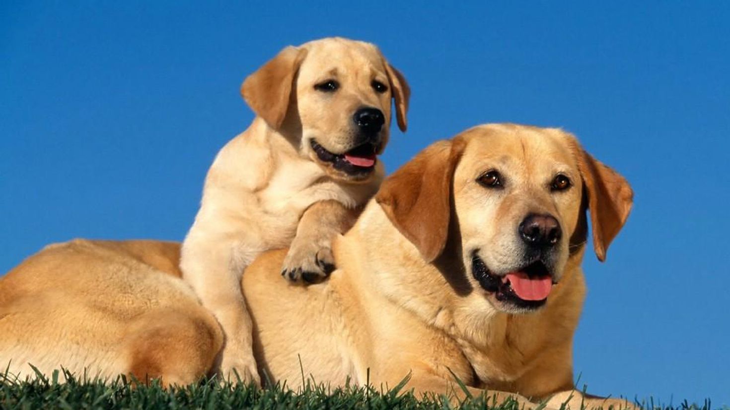 3 animals dogs. Лабрадор ретривер играется. Изображение собаки. Картинки собак. Домашние животные.