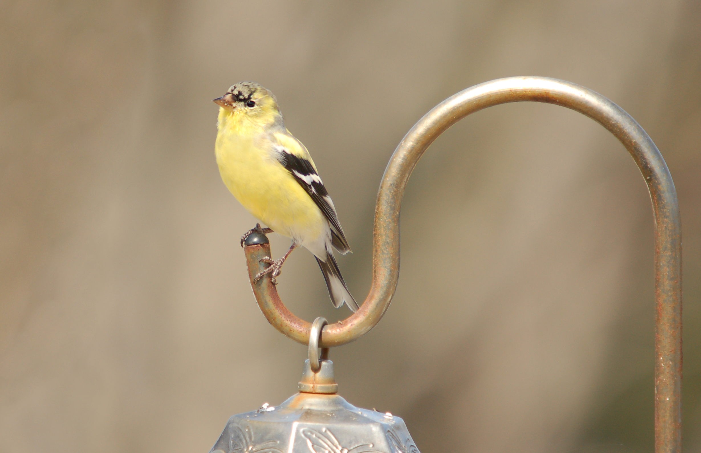 animal, goldfinch, birds HD wallpaper