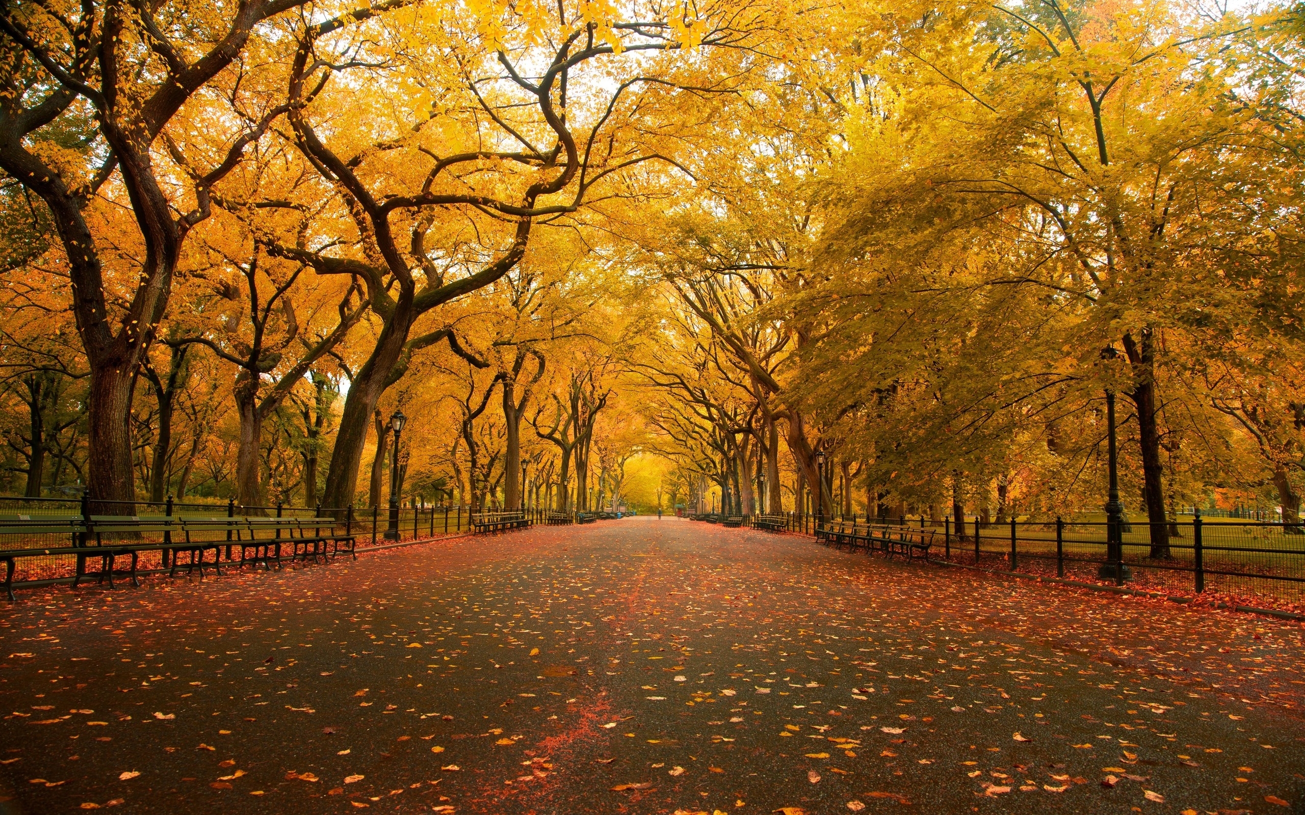 Скачать картинку Деревья, Пейзаж, Осень в телефон бесплатно.