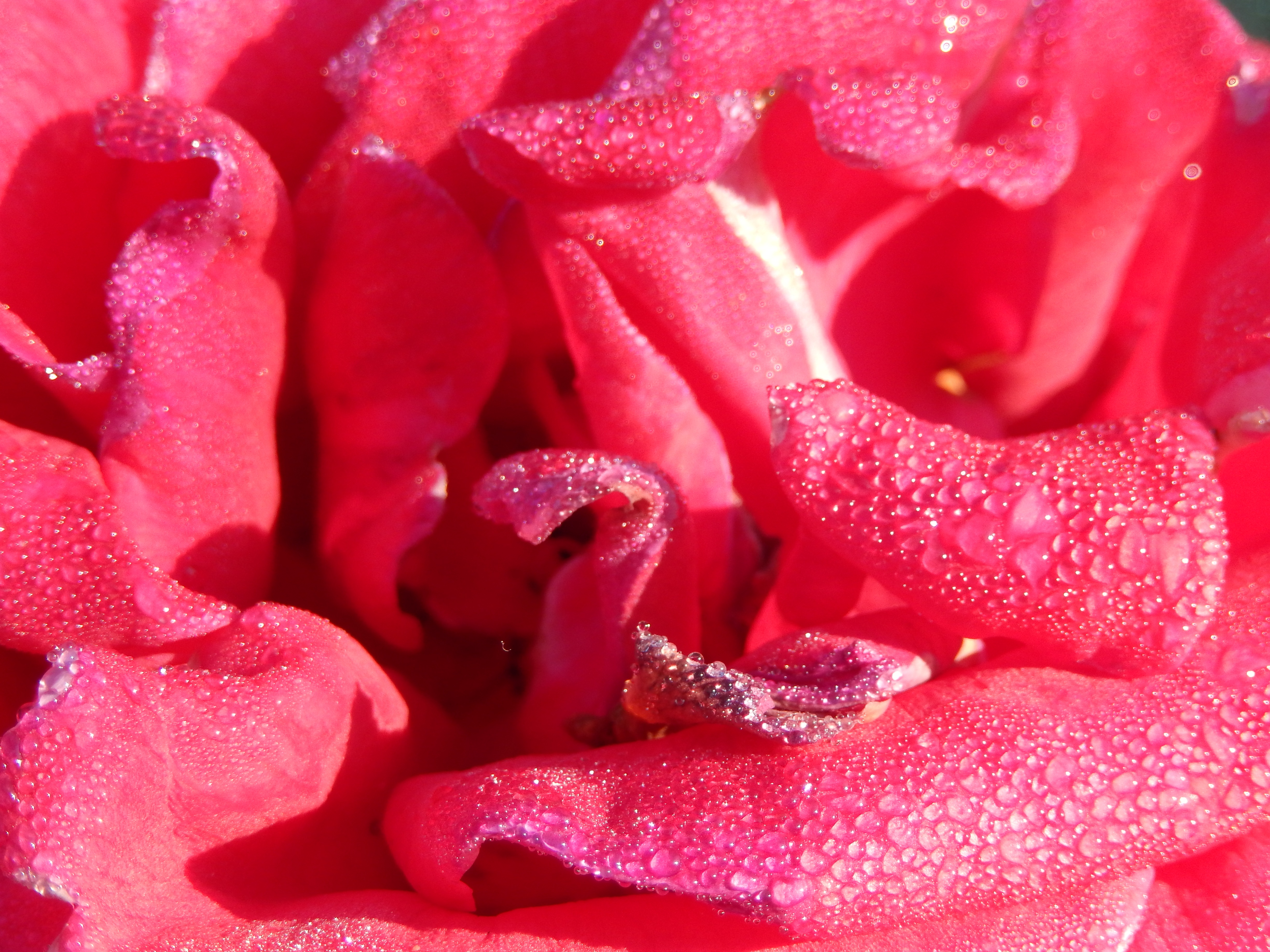 Laden Sie das Makro, Tau, Rose, Drops, Blütenblätter-Bild kostenlos auf Ihren PC-Desktop herunter
