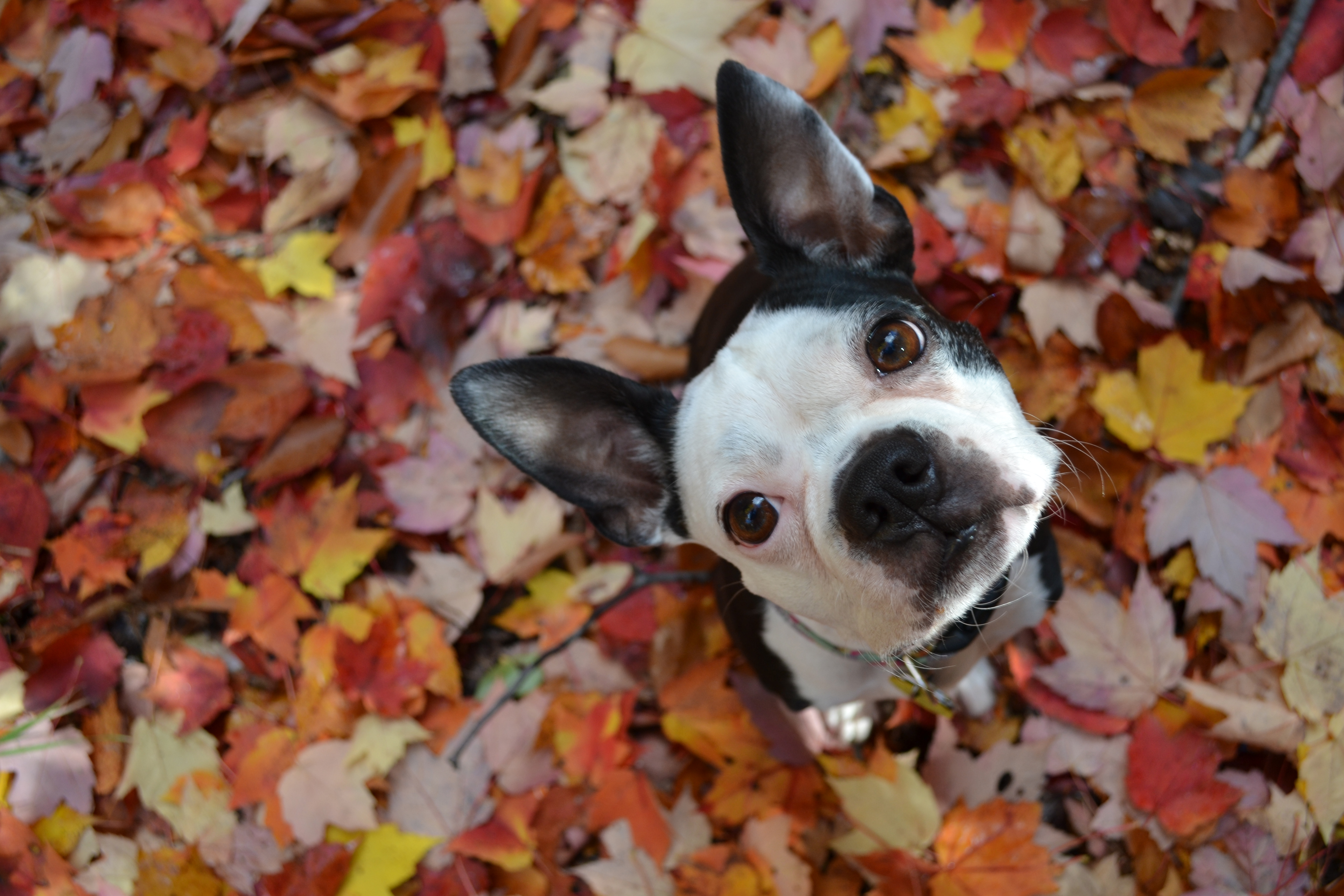boston terrier, animal, dogs Free Stock Photo