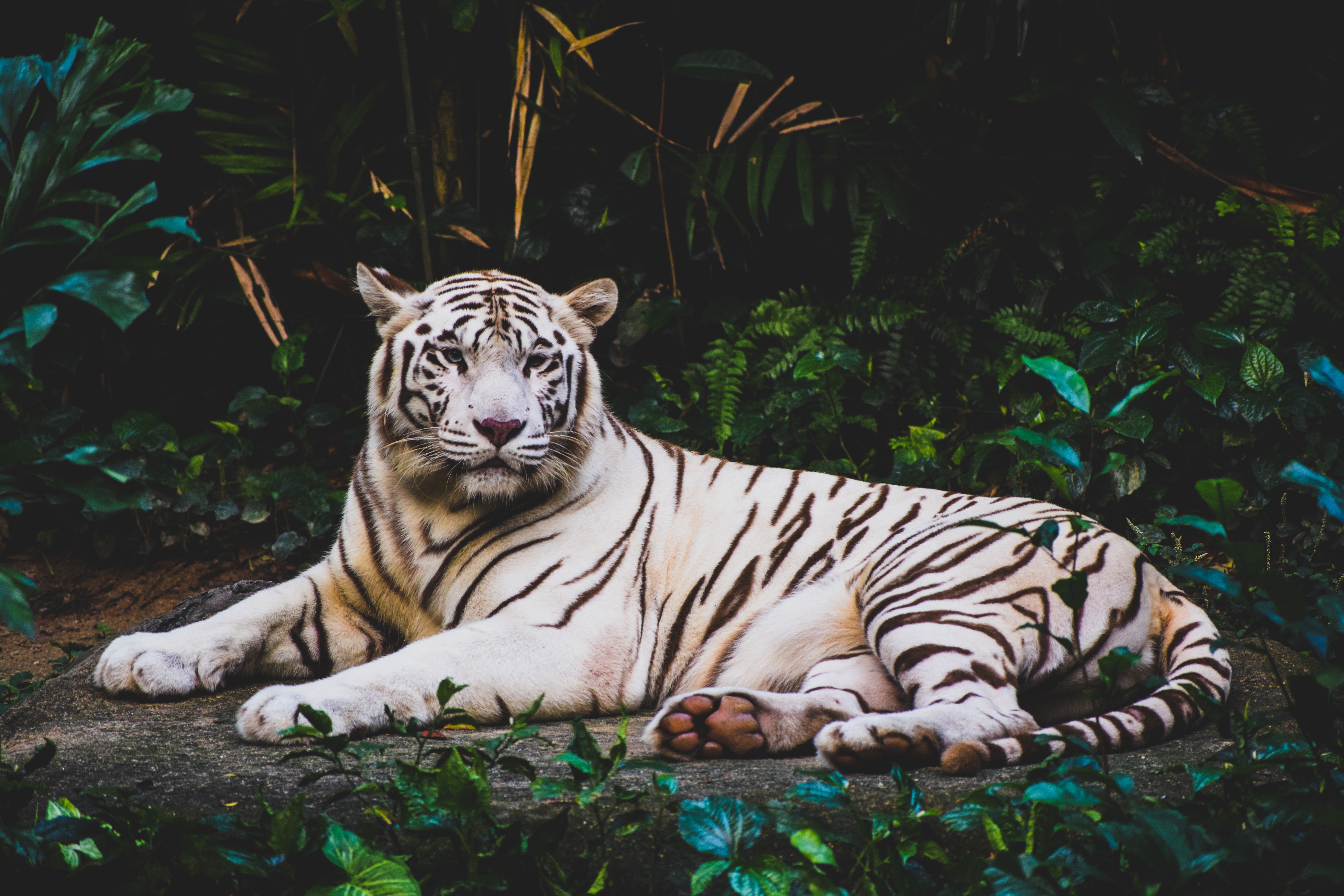 Хищные животные тигр белый