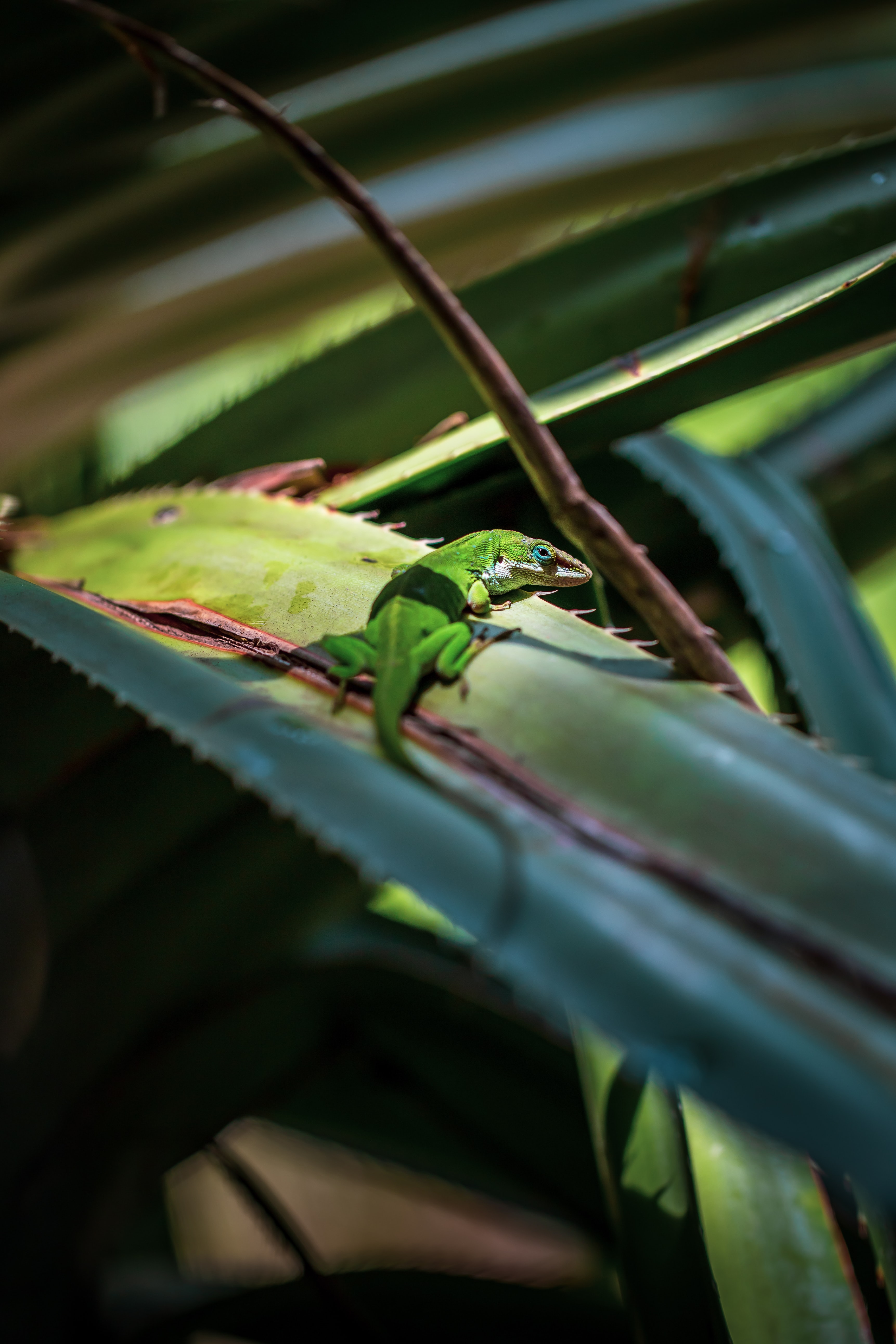 Free download wallpaper Leaves, Lizard, Reptile, Animals on your PC desktop