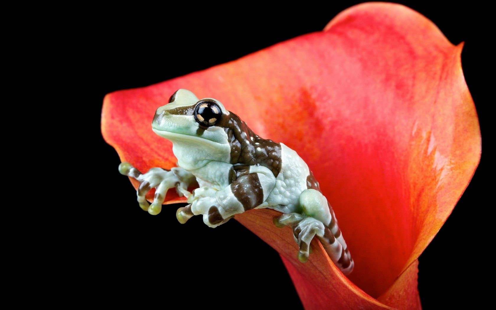 Laden Sie das Blume, Natur, Tiere, Frosch-Bild kostenlos auf Ihren PC-Desktop herunter