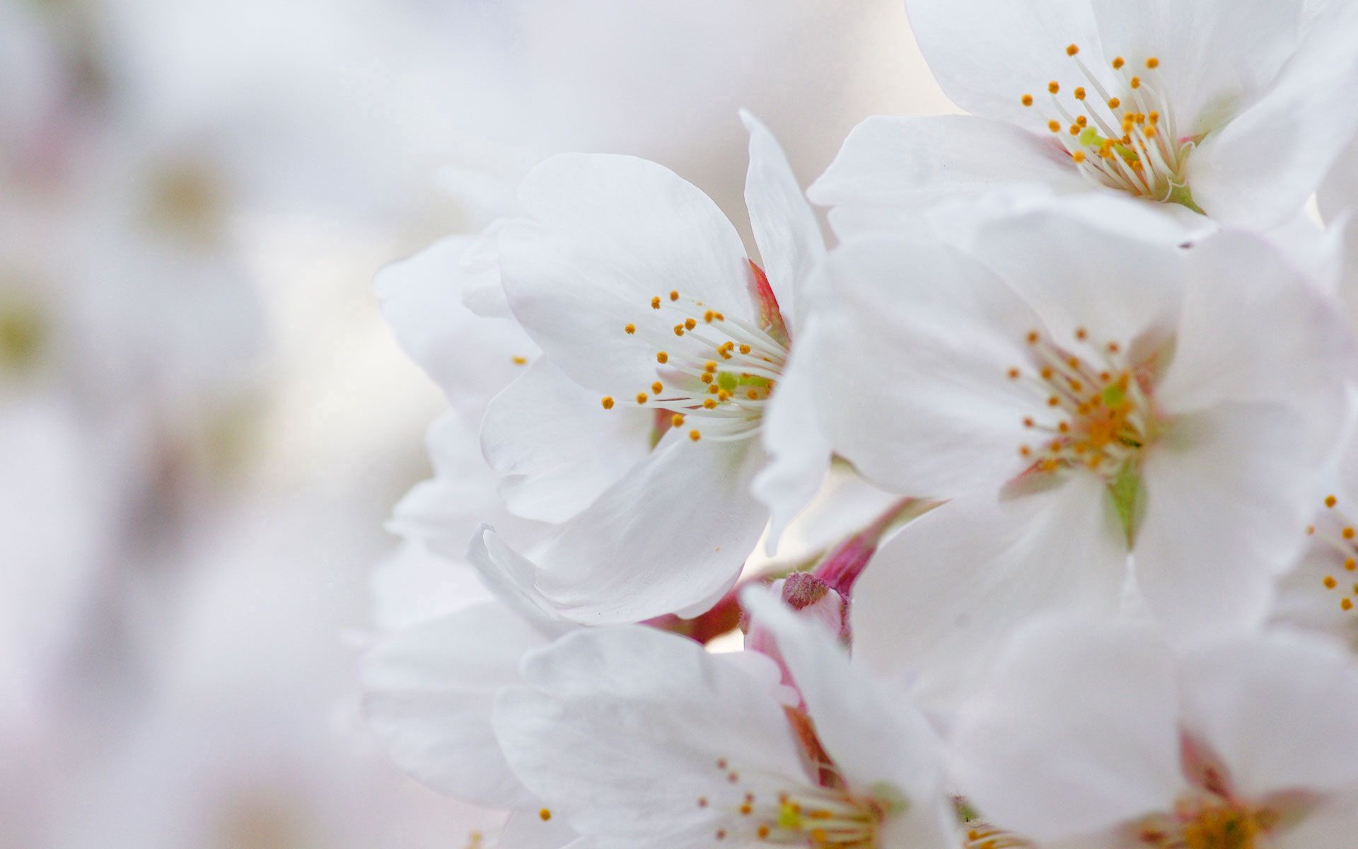 Laden Sie das Kirsche, Makro, Blühen, Blühenden, Blumen, Blütenblätter-Bild kostenlos auf Ihren PC-Desktop herunter