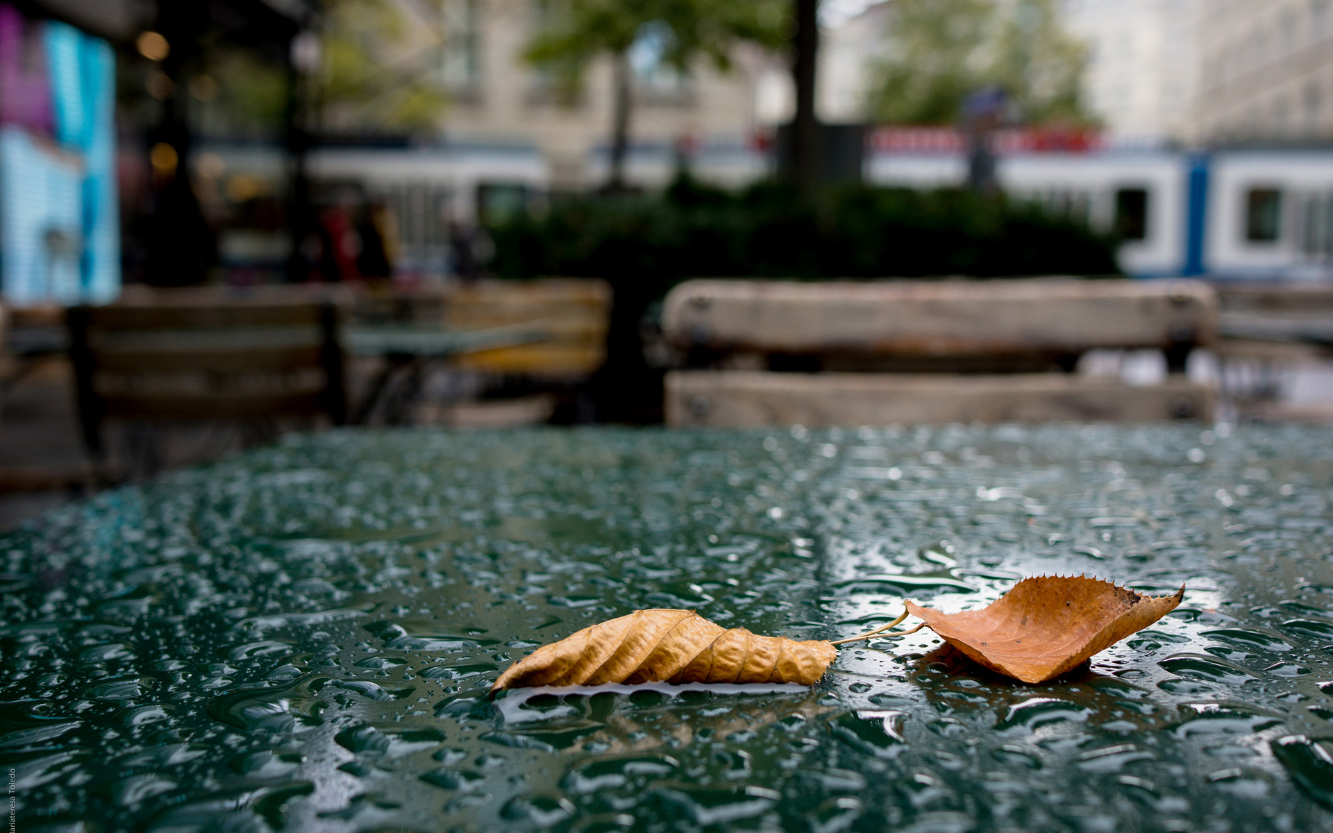 Осень листья дождь в городе