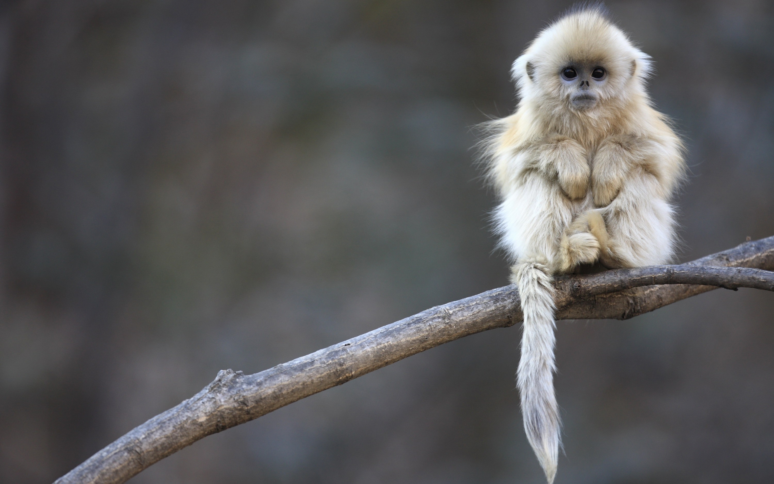 Laden Sie das Tiere, Monkeys-Bild kostenlos auf Ihren PC-Desktop herunter