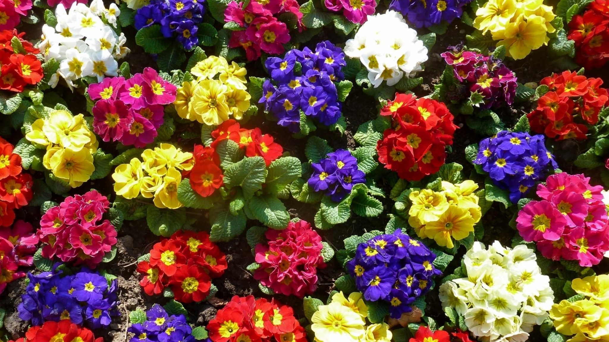 Mobile wallpaper earth, primrose, blue flower, colorful, colors, flower, pink flower, red flower, white flower, yellow flower