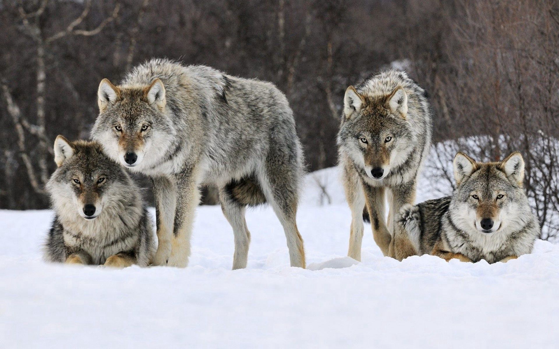 Download mobile wallpaper Snow, Flock, Predator, Animals, Wolfs for free.