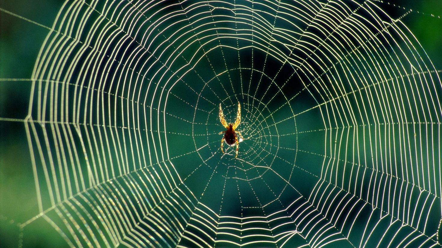 Spider web. Паутина паука ледопряда. Кевлар и паутина. Паутина паука эпейра. Бионика паутина.