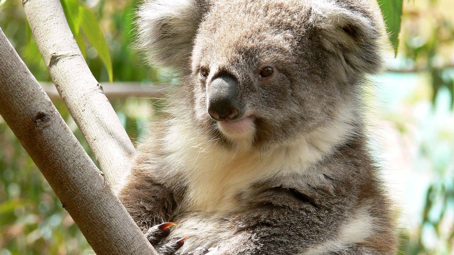 Фотография коалы. Животные Австралии коала. Медведь коала. Коала на бамбуке. 2 Коалы.