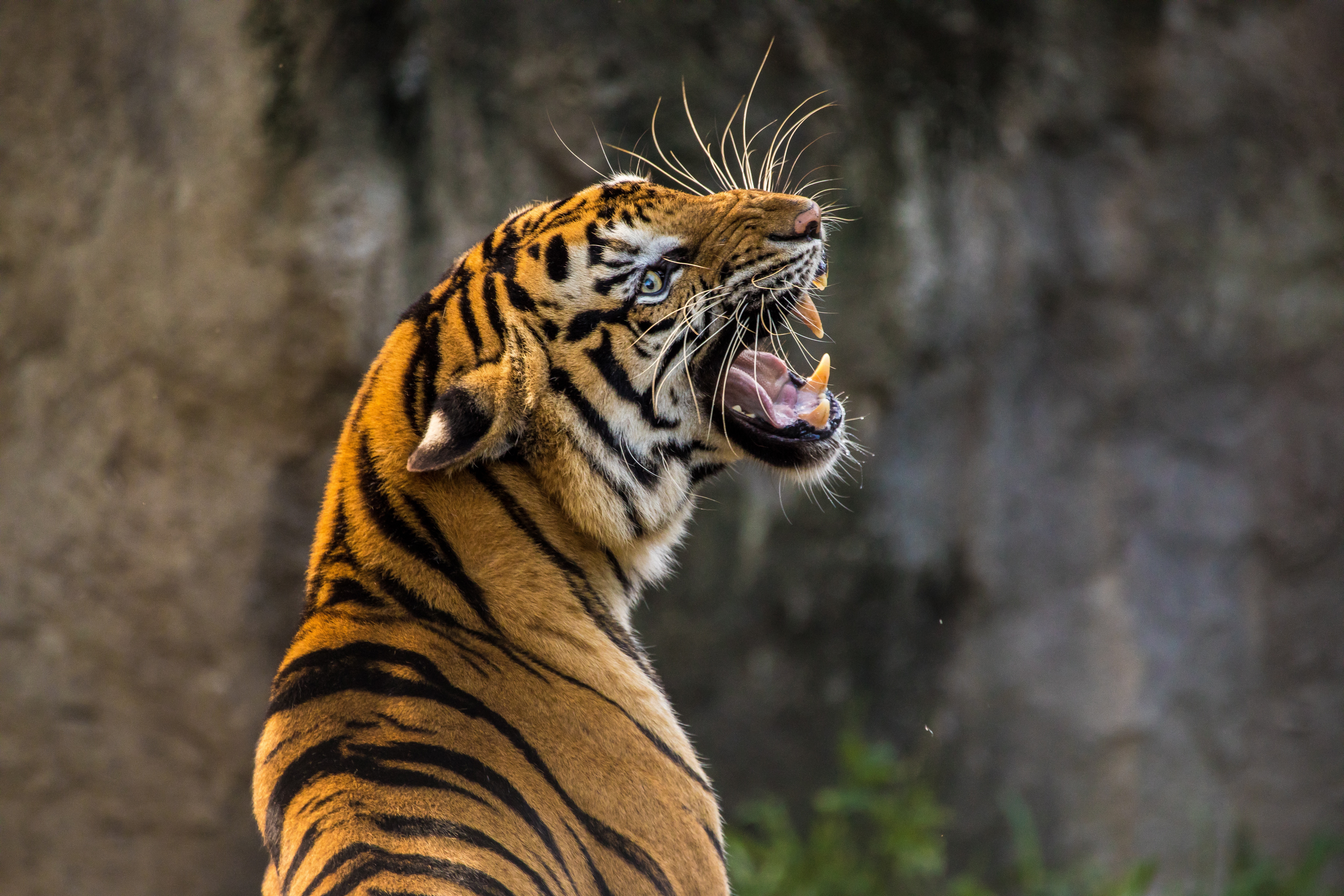 predator, tiger, animals, grin, fangs images