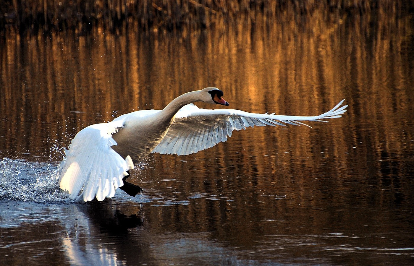 animal, mute swan, birds High Definition image