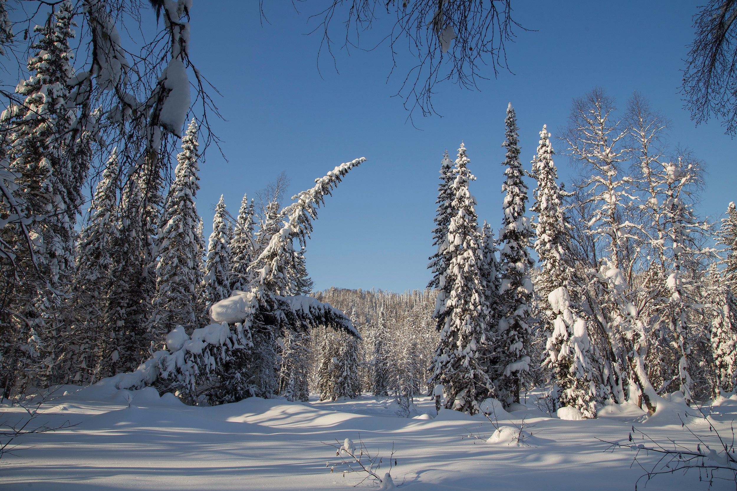 nature, earth, winter, forest, snow, spruce
