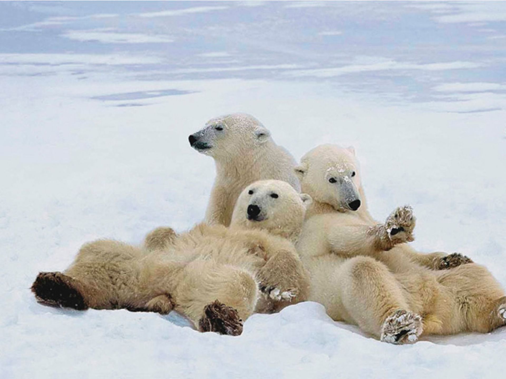 animal, polar bear, cute, relax, bears download HD wallpaper