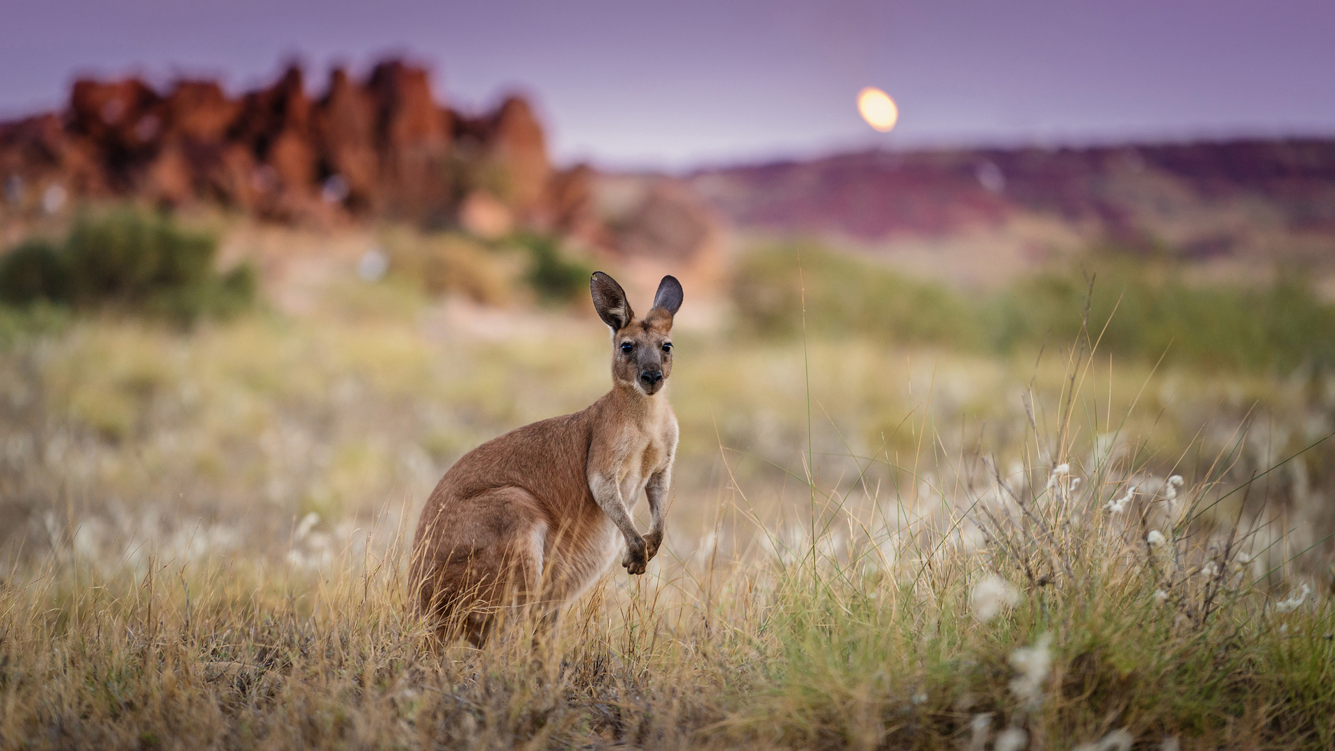 marsupial, australia, blur, animal, kangaroo download HD wallpaper