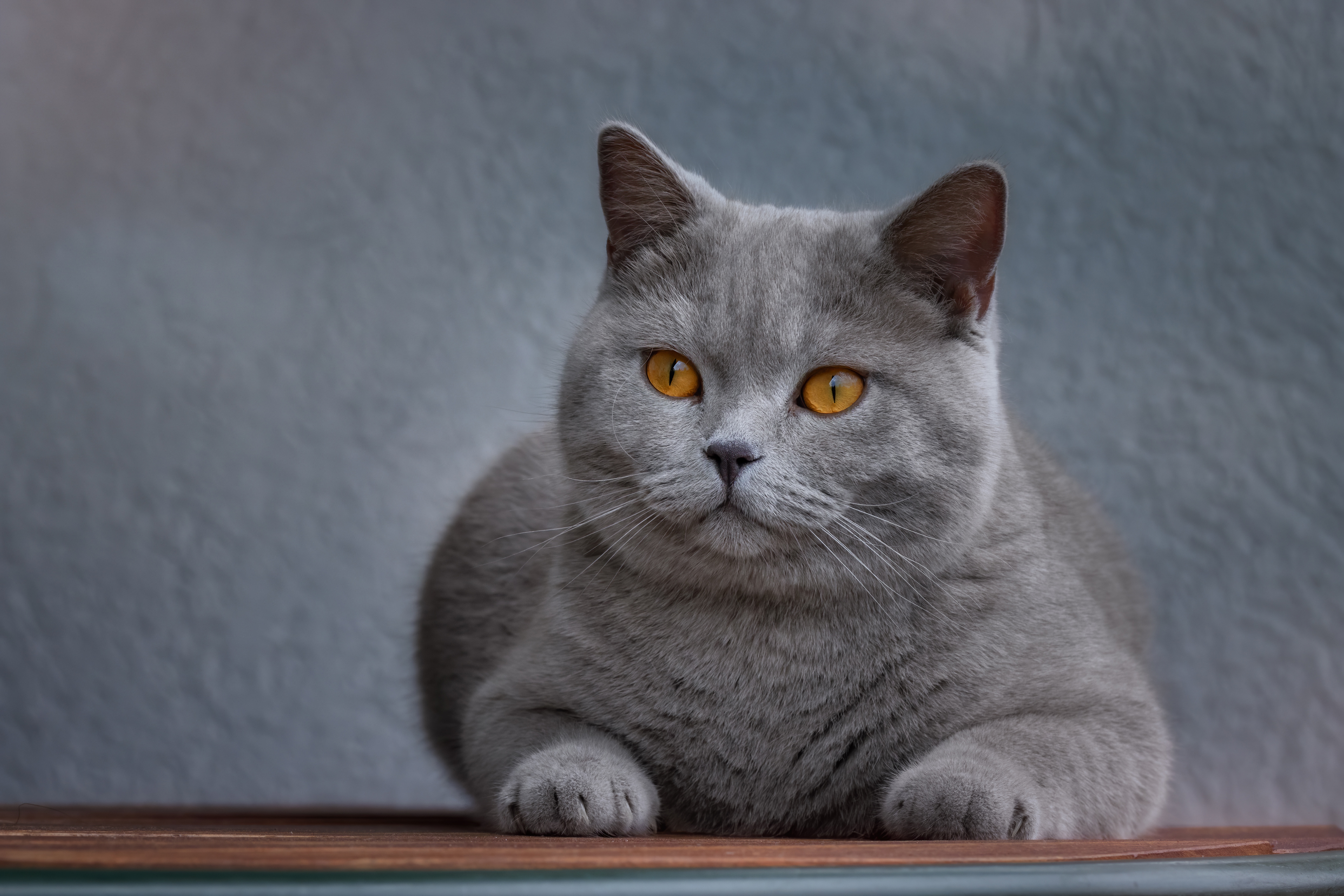 Серы кот. Британский короткошерстный кот. Британская голубая кошка. Британская кошка серая. Морда британского кота.