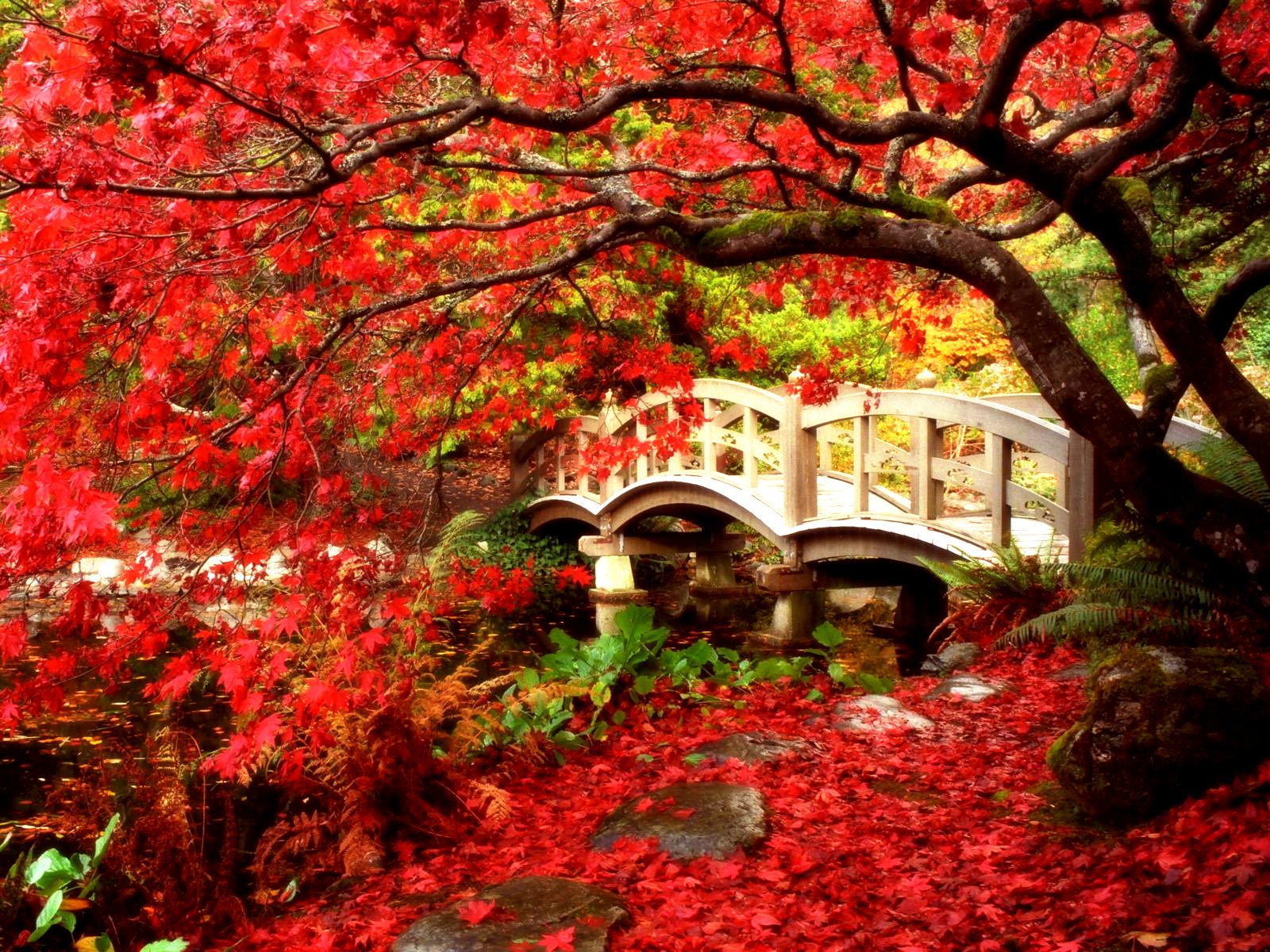 fall, red, leaf, garden, bridge, bridges, man made, british columbia, canada, japanese garden, maple tree, tree