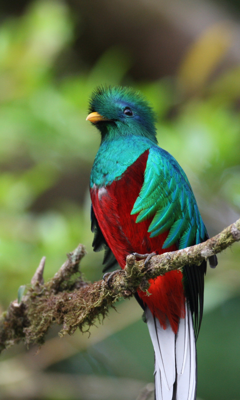 quetzal, birds, animal, quetzal of guatemala High Definition image