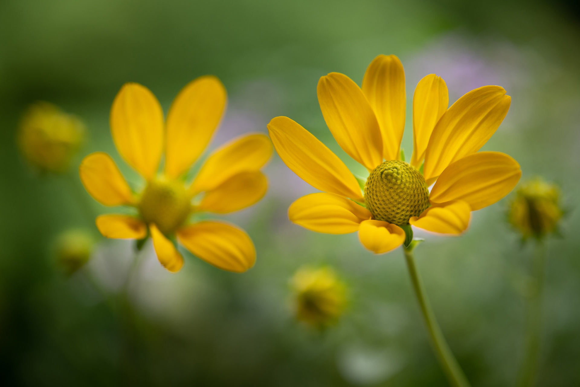  Rudbeckia HQ Background Wallpapers