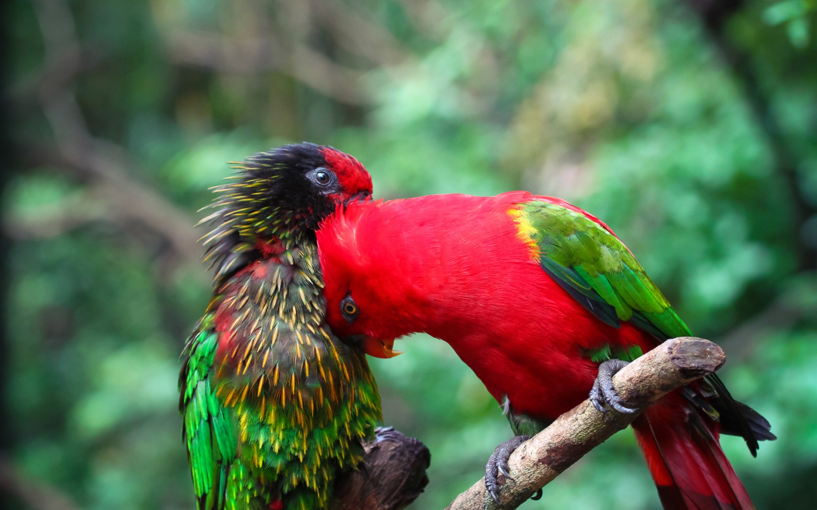 Перуанский попугай