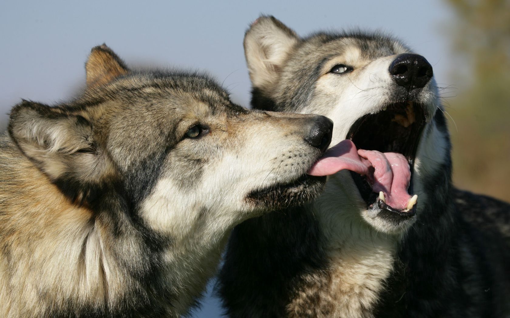 Full HD Wallpaper animals, wolfs, couple, pair, lick