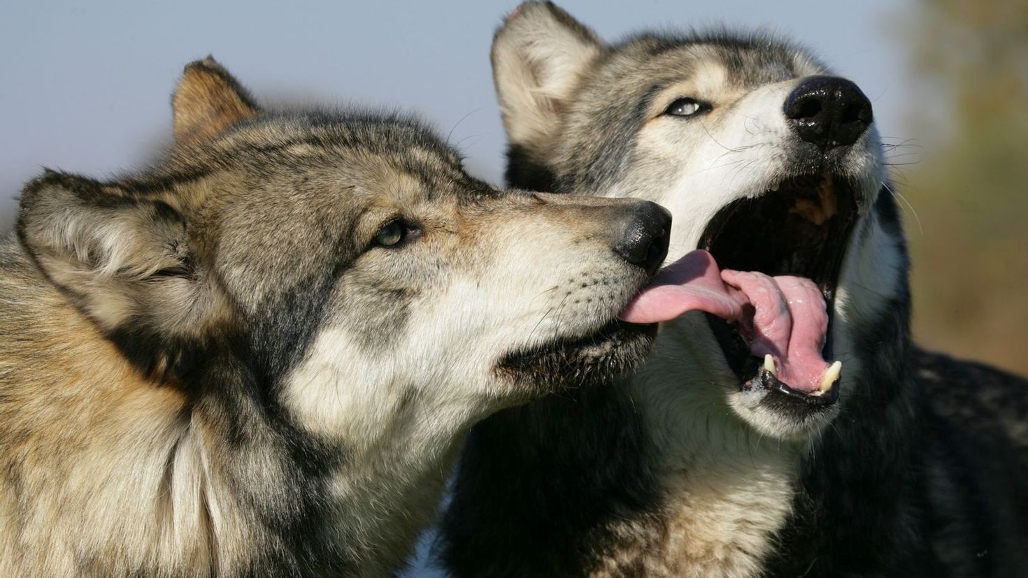 Дика влюблены. Волчица картинки. Волчий поцелуй. Любовь животных. Волчица одна.