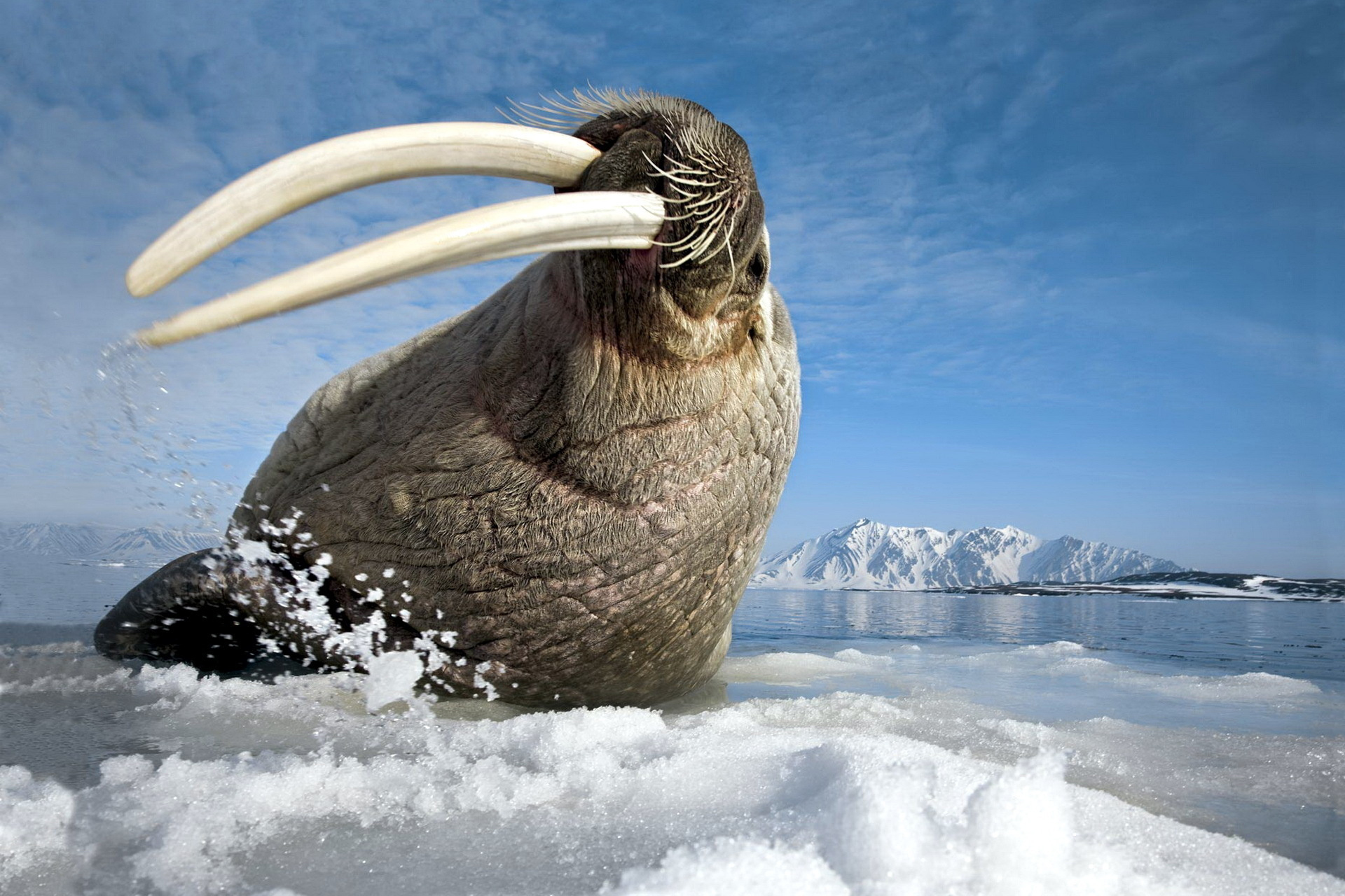 animal, walrus HD wallpaper