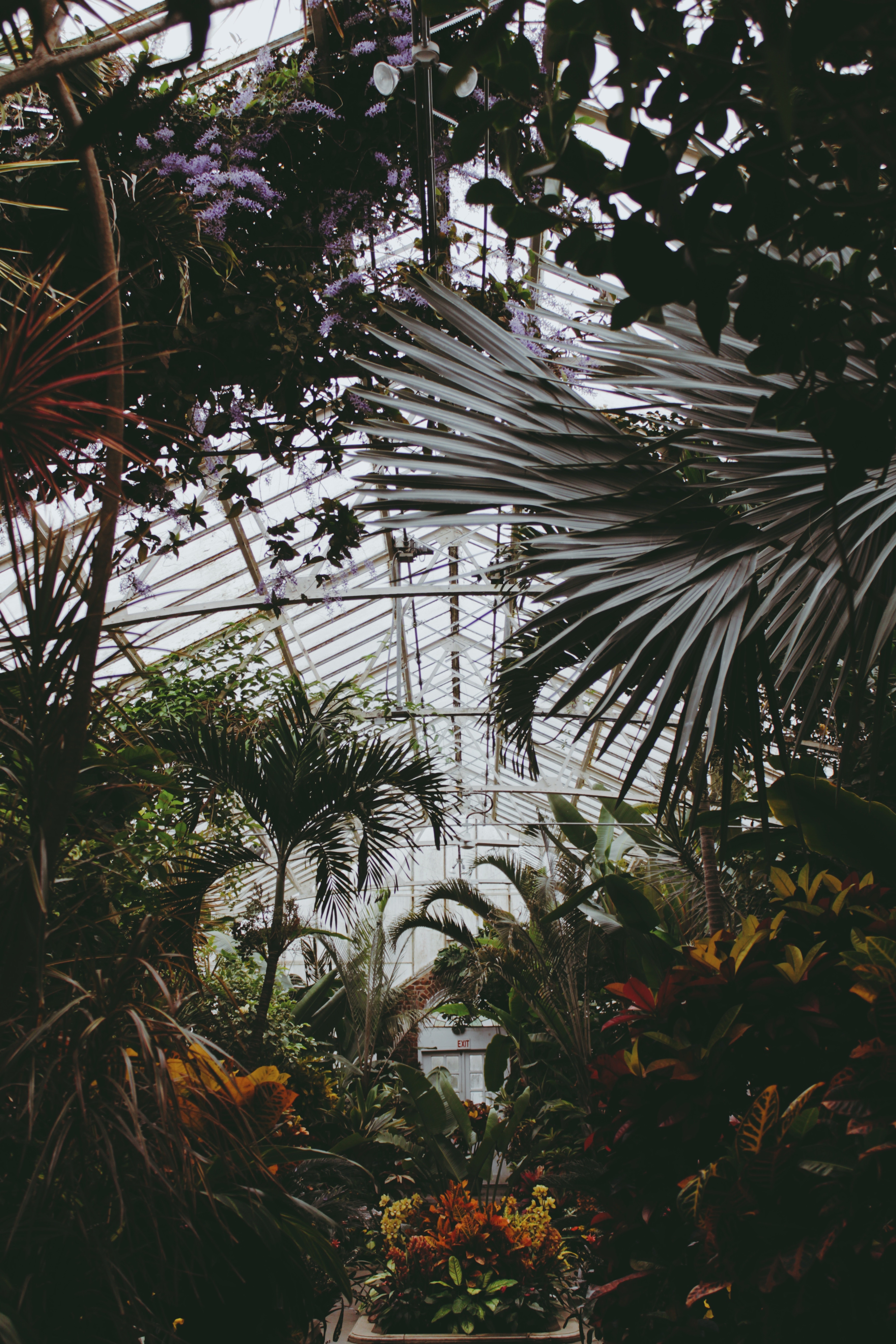 greenhouse, plants, nature, leaves, vegetation