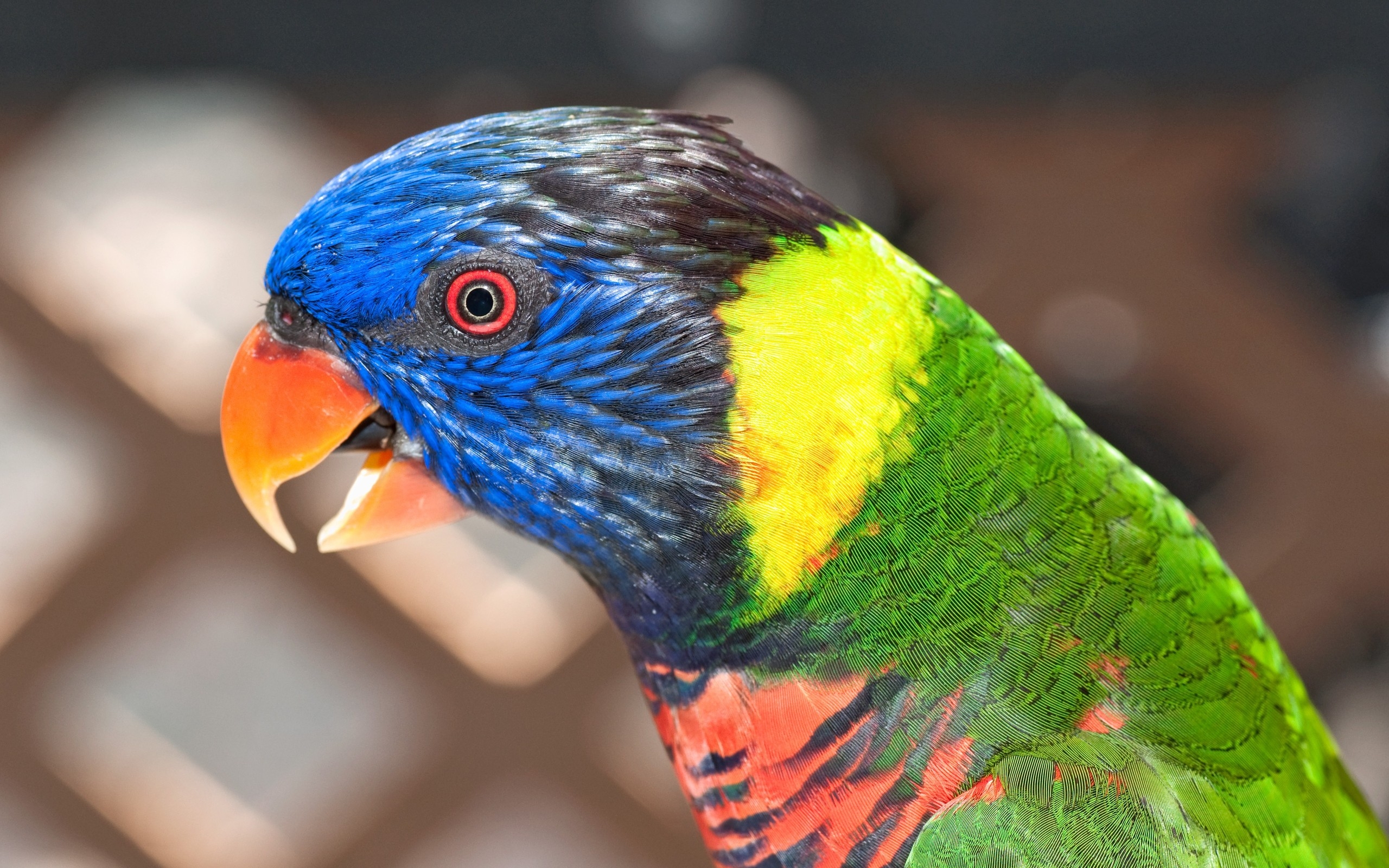 animal, rainbow lorikeet, bird, parrot, birds 4K Ultra