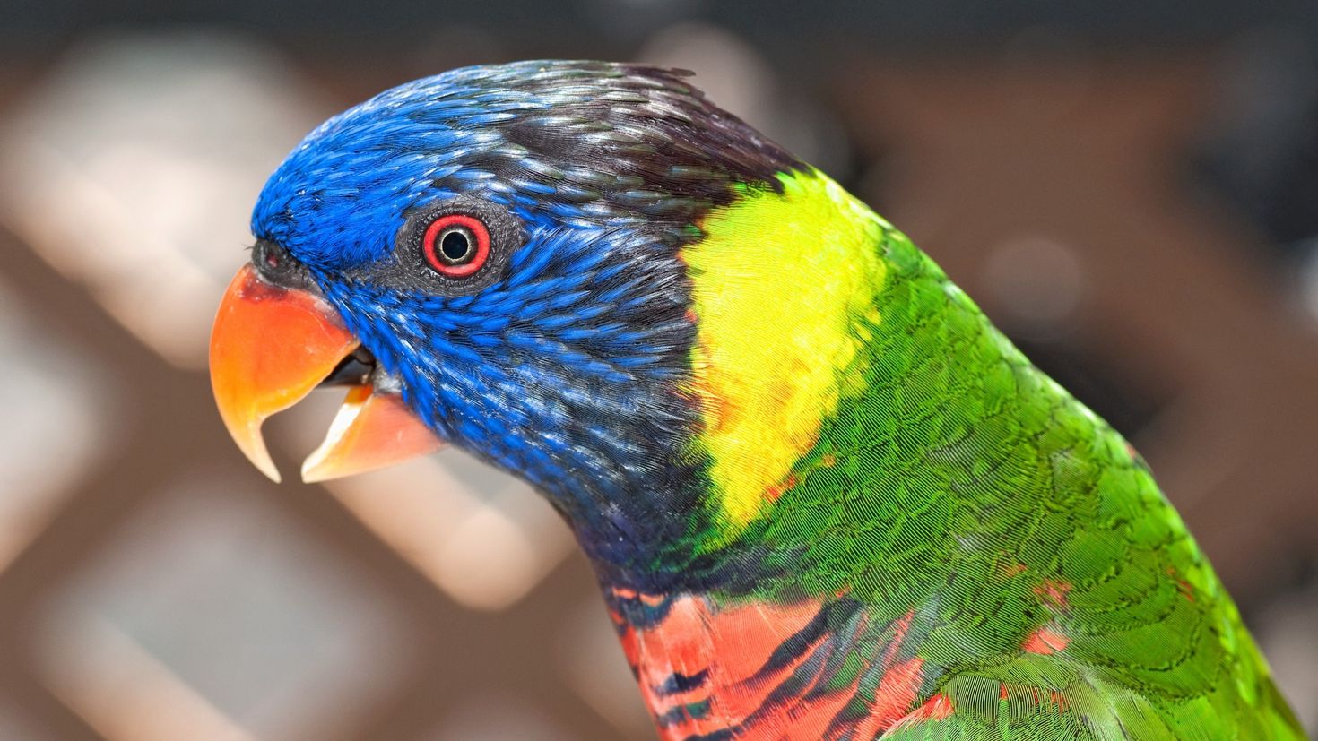 Короткий пестрый. Лорикет попугай зеленый. Волнистый попугайчик разноцветный. Попугай цвета манго. Радужный лорикет.