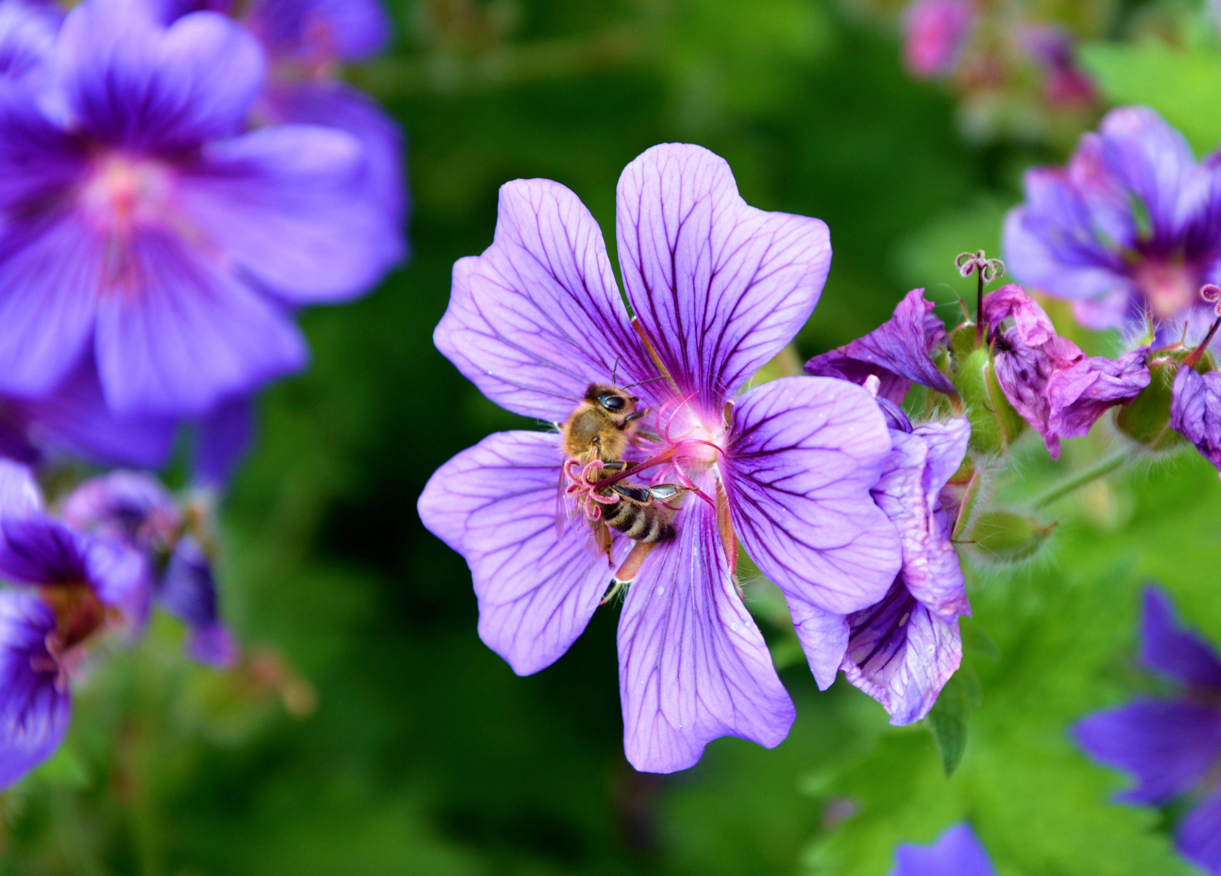 126701 завантажити шпалери квітка, макро, макрос, бджола, пилок, нектар - заставки і картинки безкоштовно