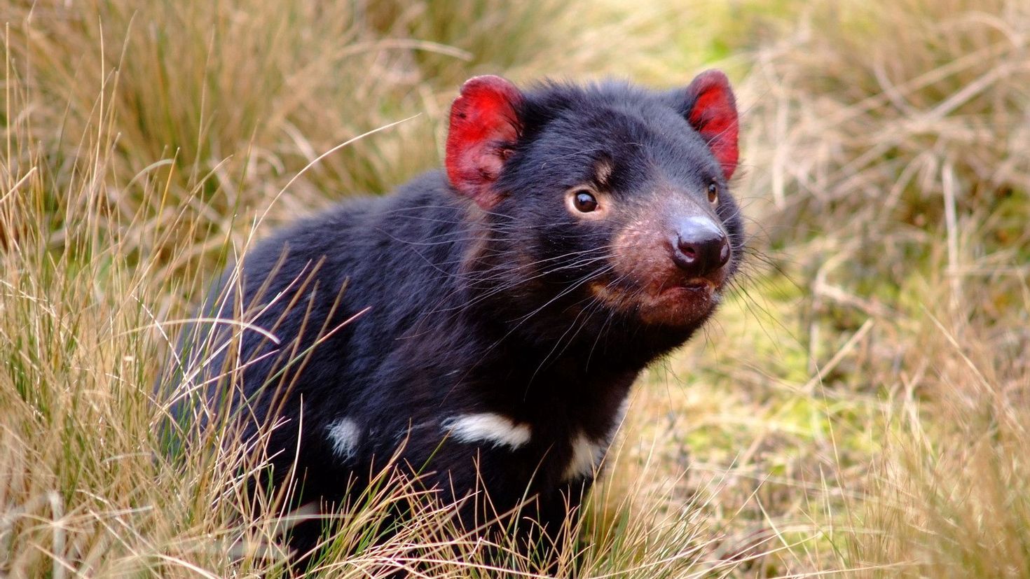 Миллер животных. Тасманийский сумчатый дьявол. Тасманский дьявол в Австралии. Австралия животные тасманийские дьяволы. Сумчатый дьявол в Австралии.