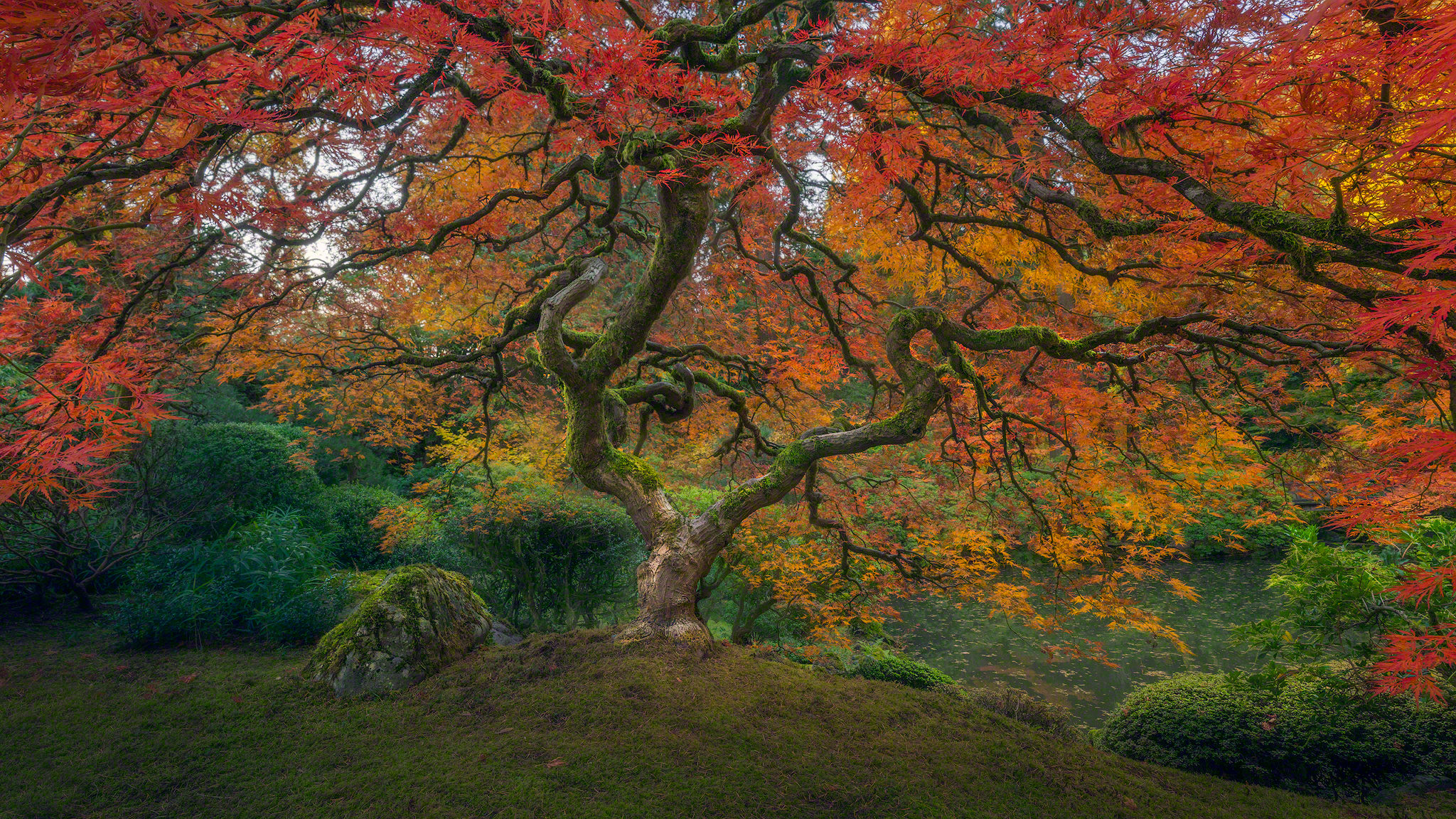 423731 免費下載壁紙 自然, 树, 秋季, 日本庭园, 树木 屏保和圖片