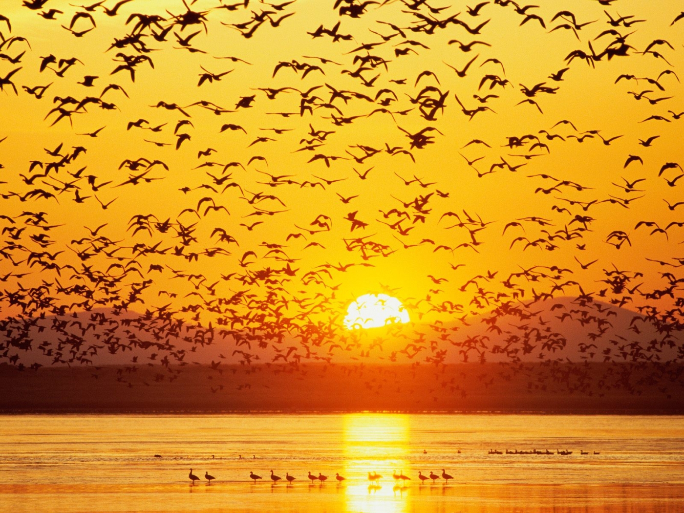 Download mobile wallpaper Sunset, Landscape, Birds for free.