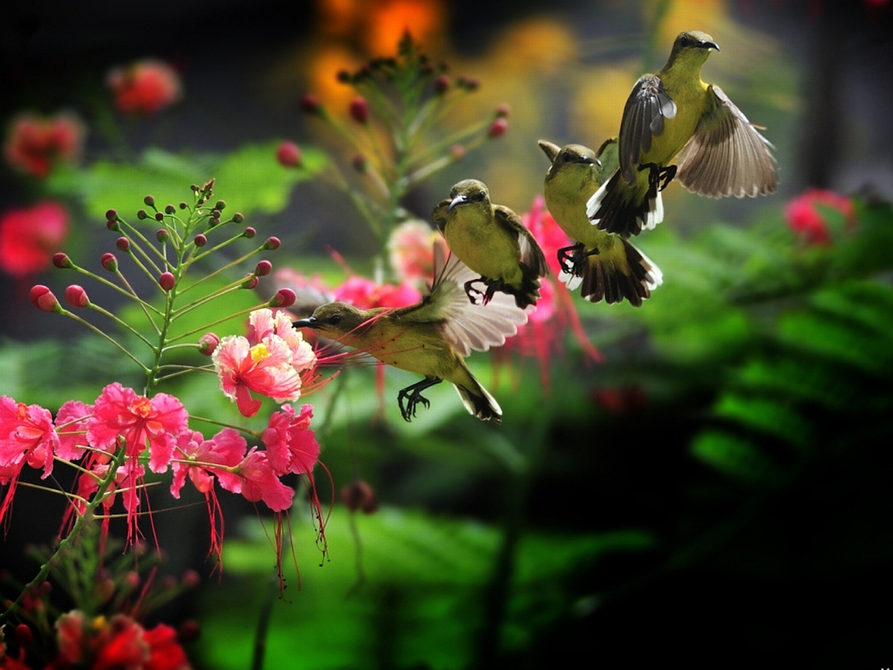 Красивая природа с птичками
