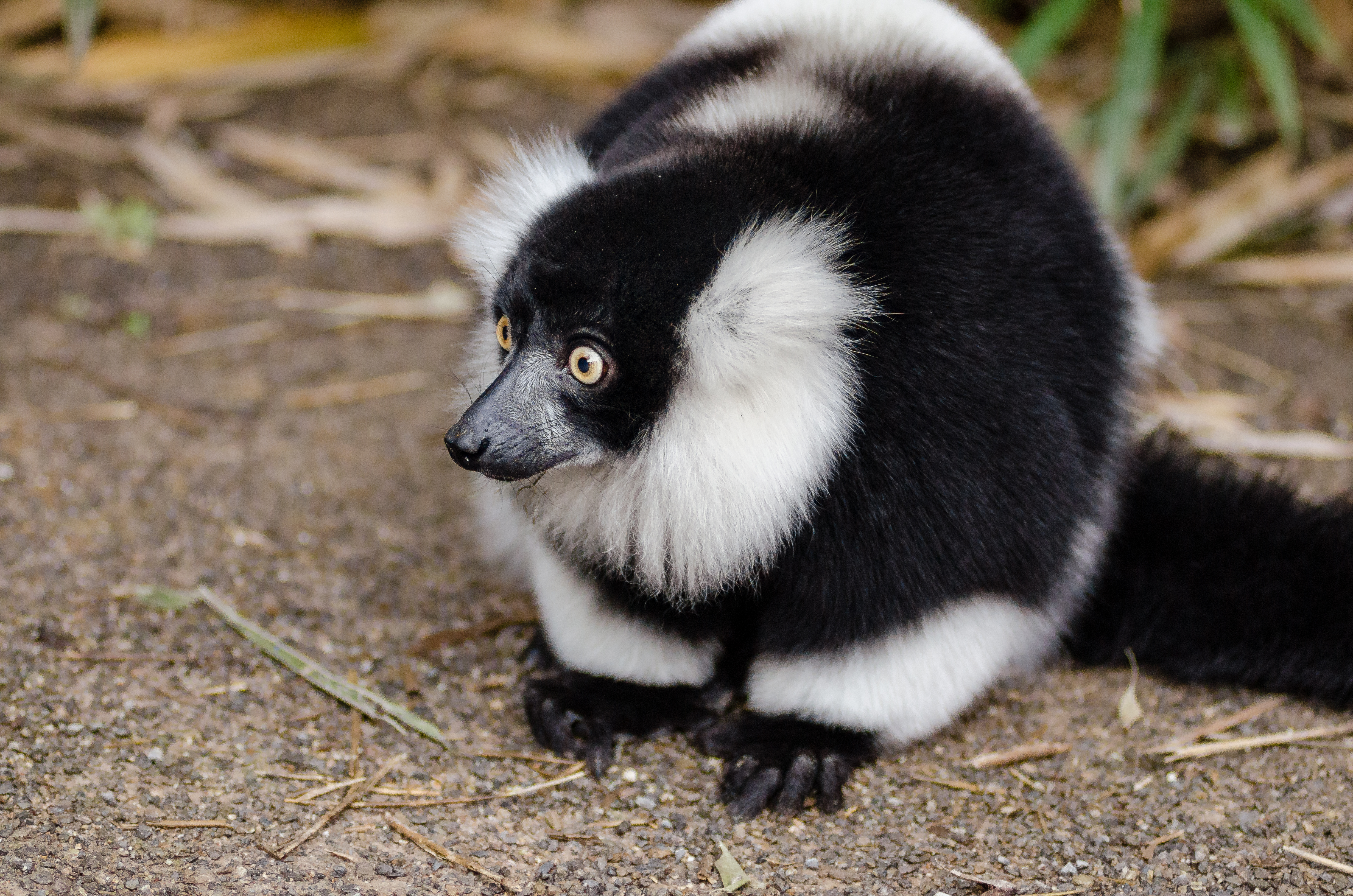 Handy-Wallpaper Lemur, Tiere, Überraschung, Erstaunen, Lemur Vari, Lemurenkoch kostenlos herunterladen.