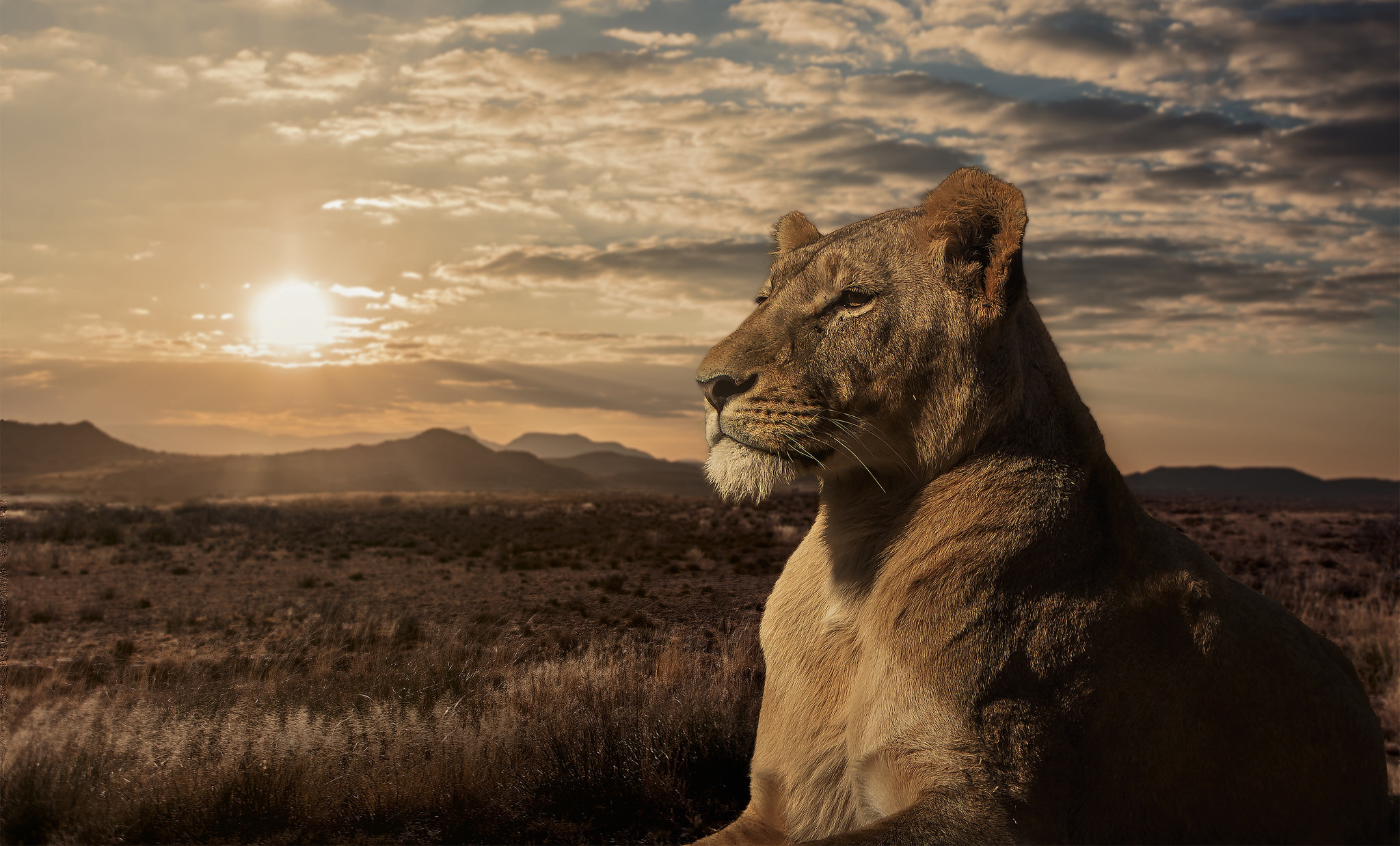 492468 télécharger l'image savane, animaux, lion, lionne, coucher de soleil, chats - fonds d'écran et économiseurs d'écran gratuits