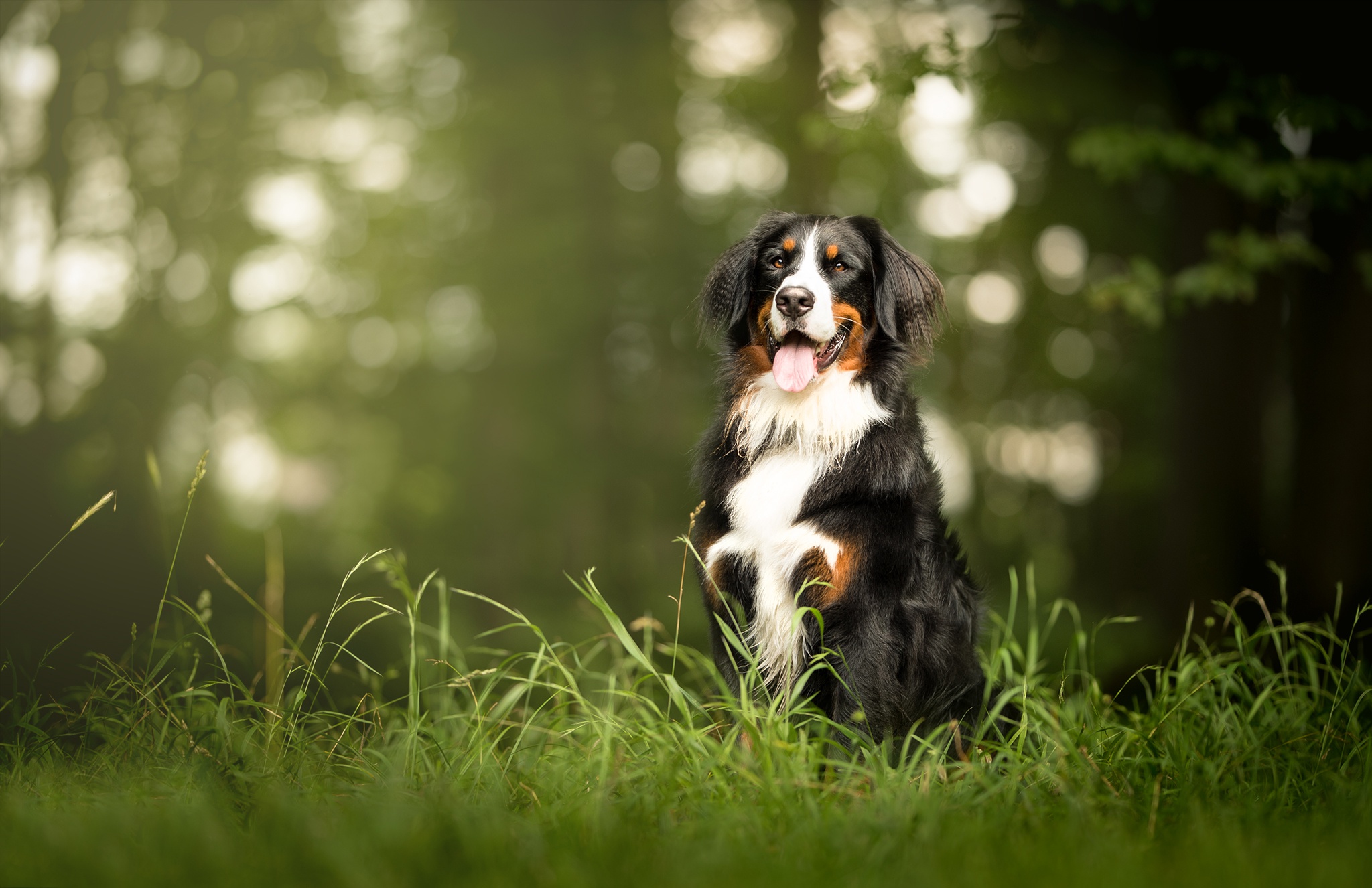 animal, bernese mountain dog, bokeh, depth of field, dog, sennenhund, dogs