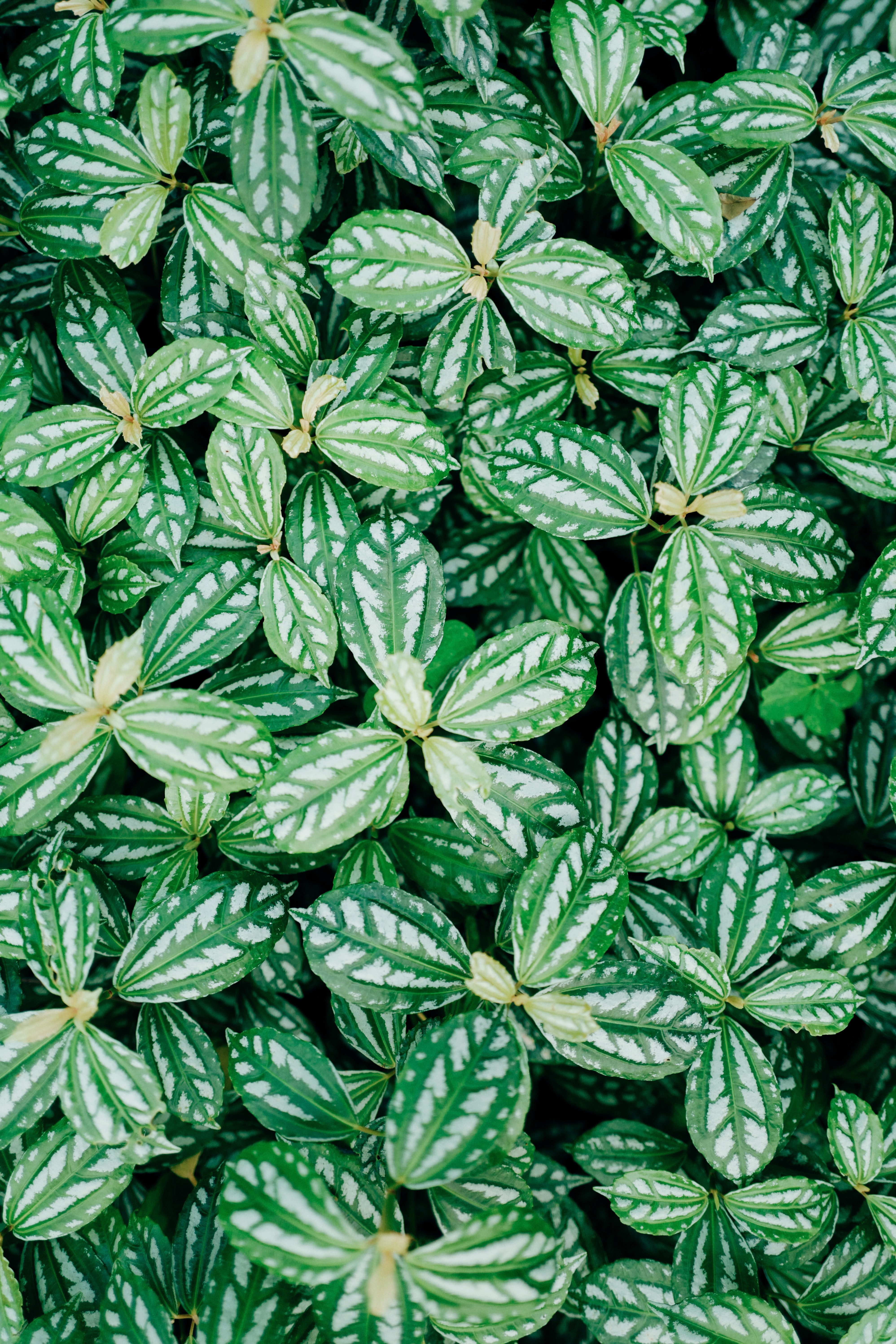 leaves, green, plant, macro, veins phone wallpaper