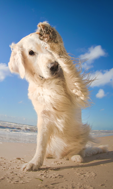 Скачать картинку Животные, Собаки, Небо, Пляж, Песок, Собака, Рыбий Глаз в телефон бесплатно.