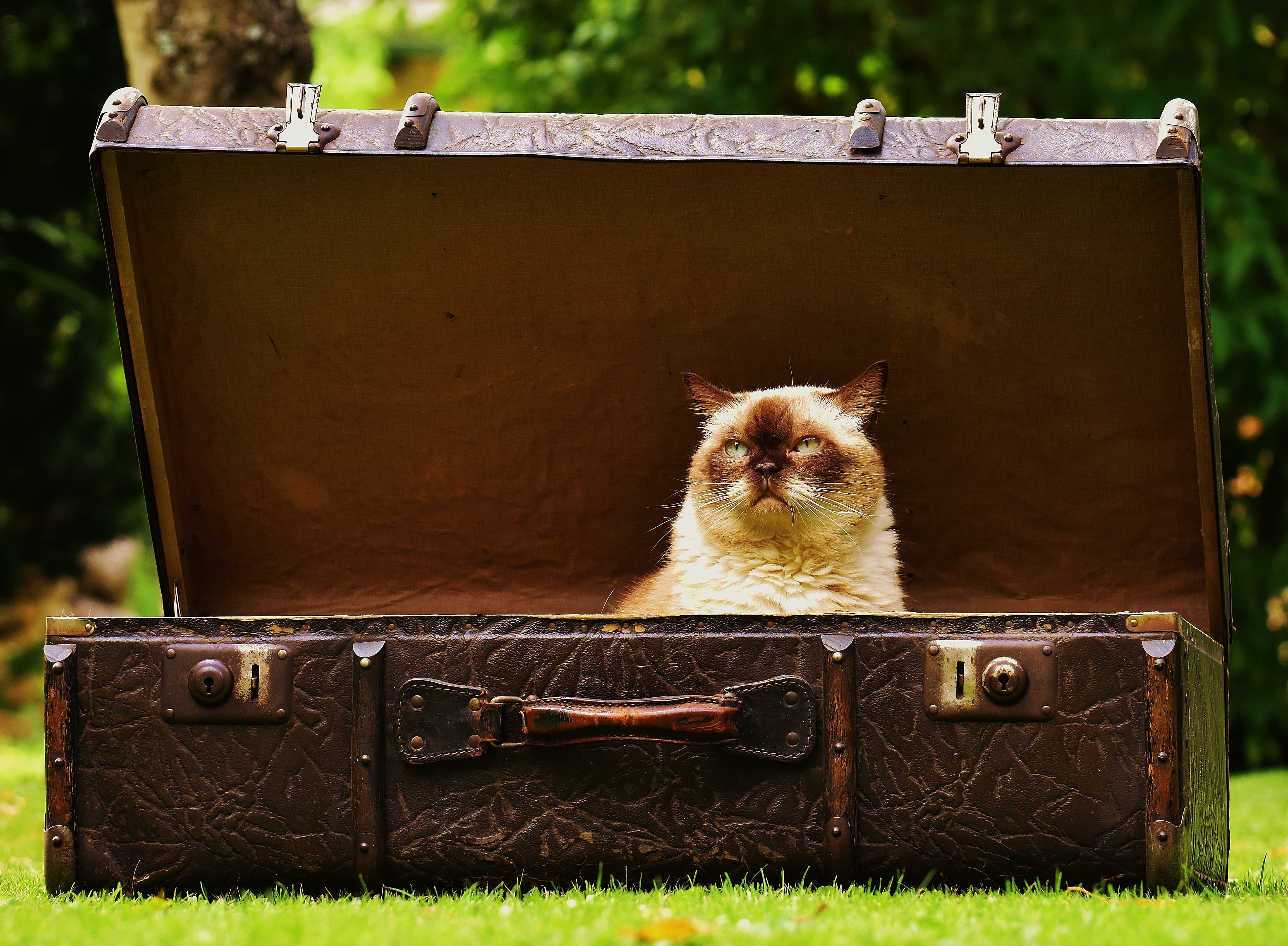Download PC Wallpaper animal, cat, suitcase, cats