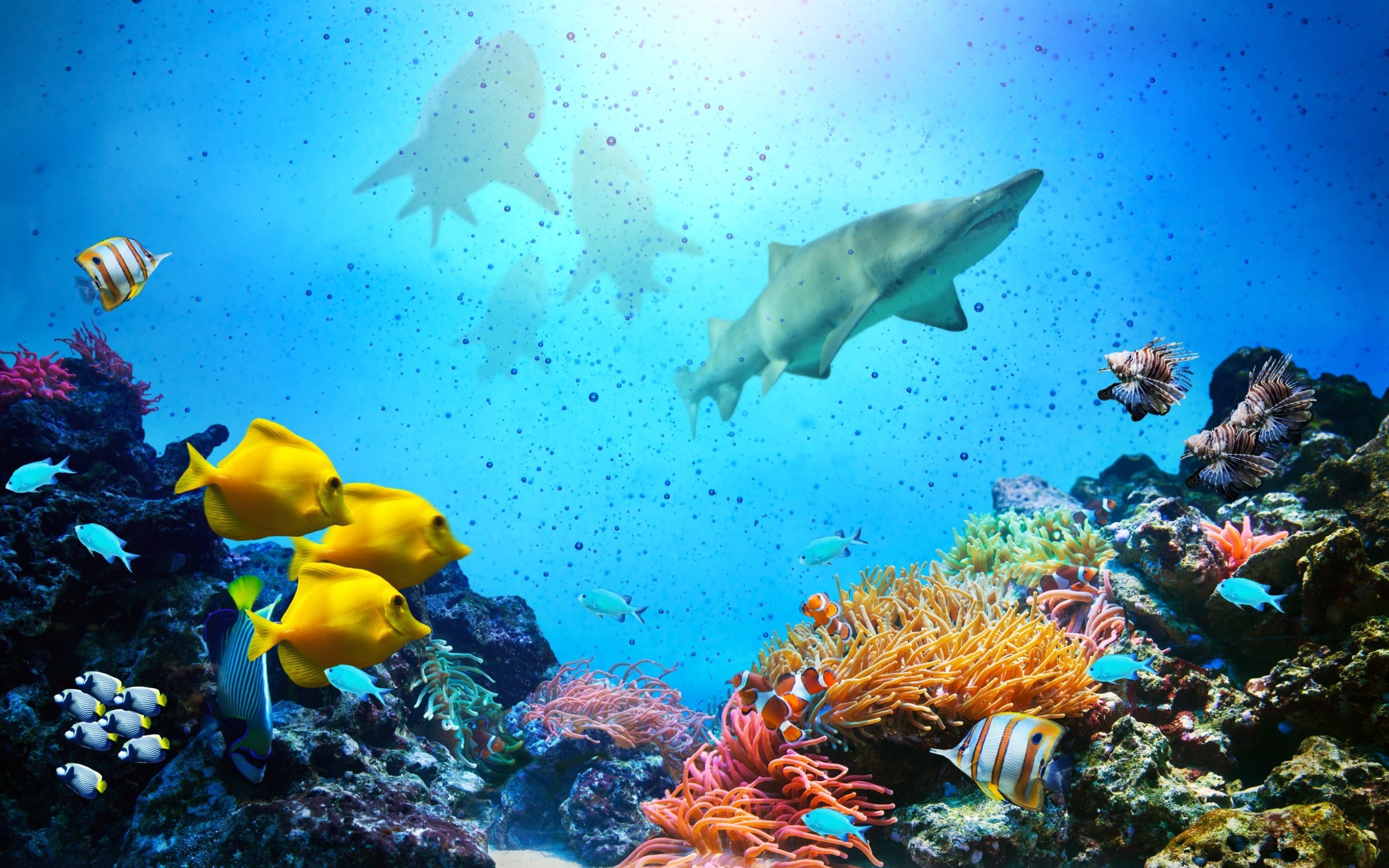 349213壁紙のダウンロード動物, 魚, サンゴ礁, 鮫, 水中, 魚類-スクリーンセーバーと写真を無料で