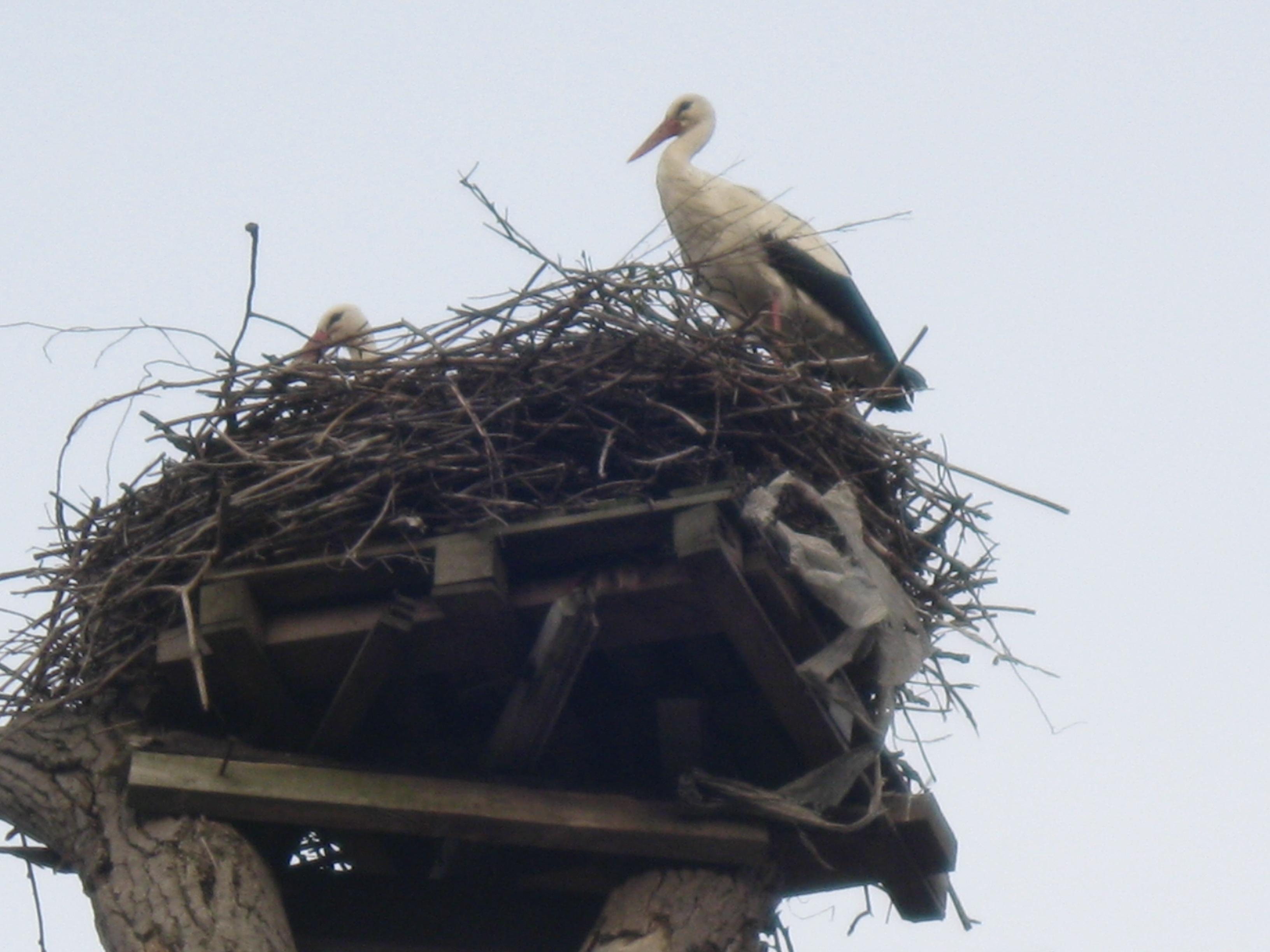 HD White Stork Android Images
