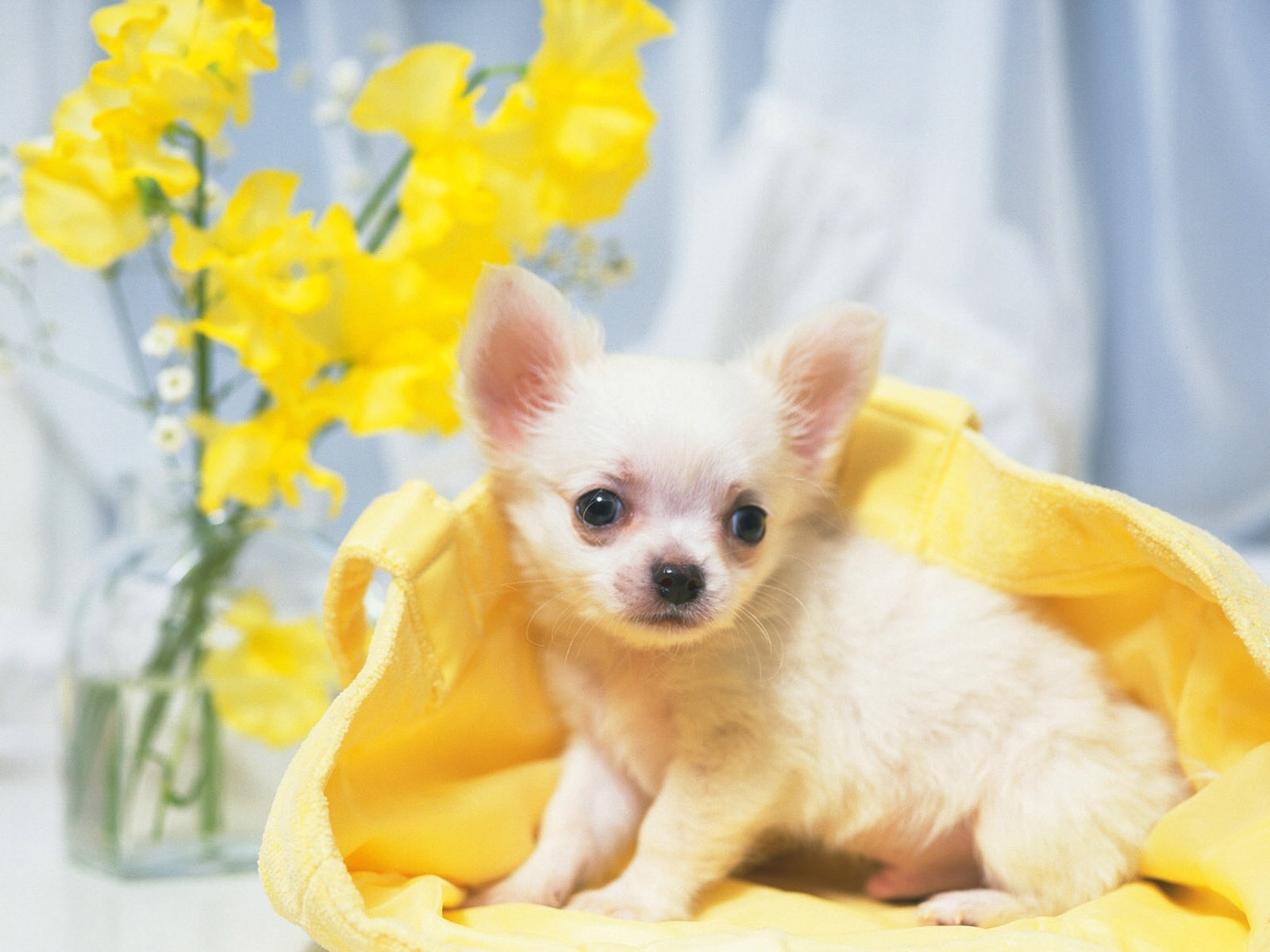 Pink Puppy Background Images HD Pictures and Wallpaper For Free Download   Pngtree